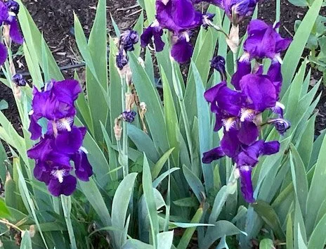 Steve &amp; Kathleen are hosting a San Anselmo Chamber of Commerce Spring Mixer in the garden and in their home/studio. Thursday, April 2, from 5 - 7 pm.