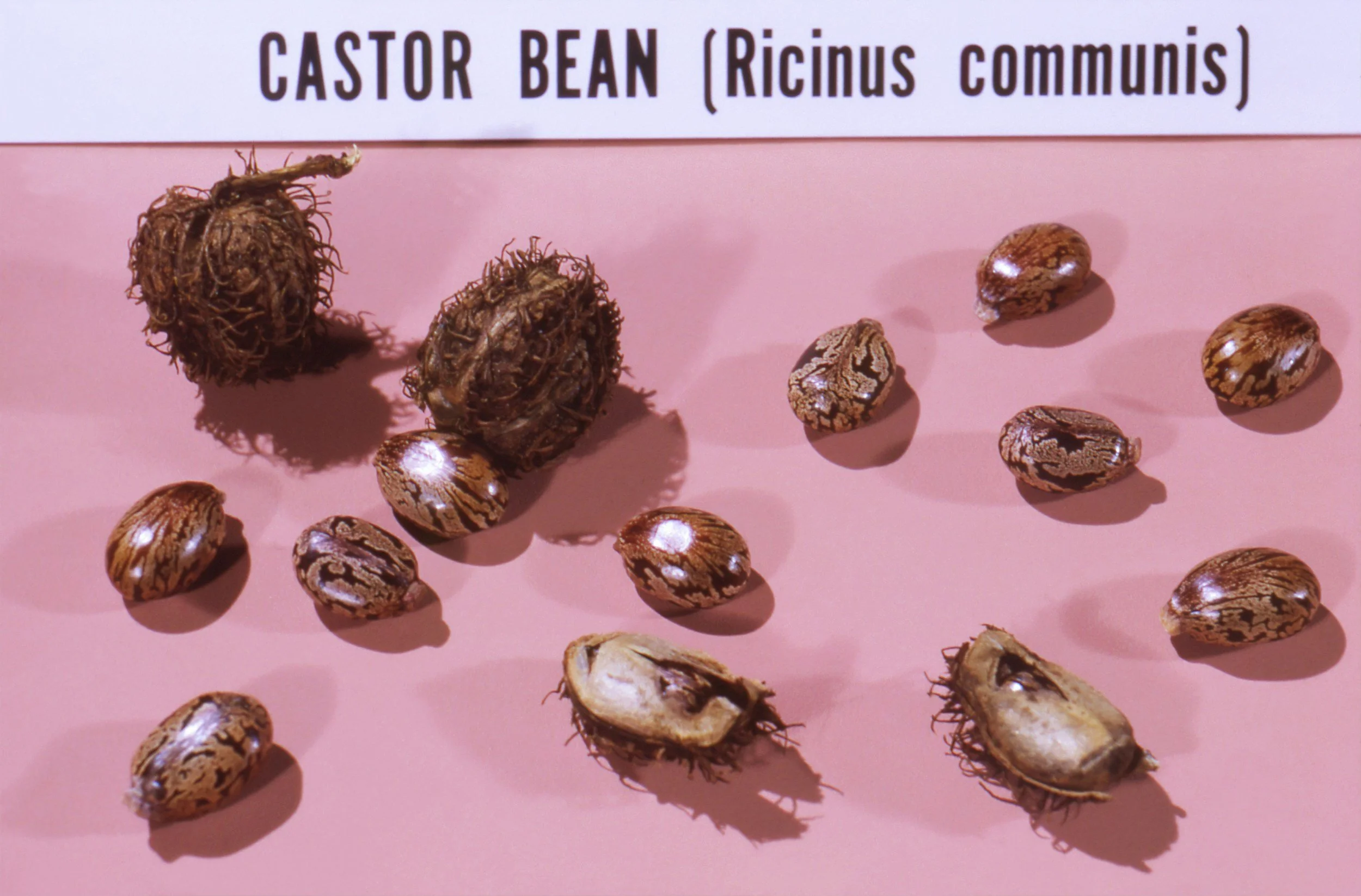 Suspected Ricin Exposure in Hastings Prompts FBI Investigation and Building Evacuation