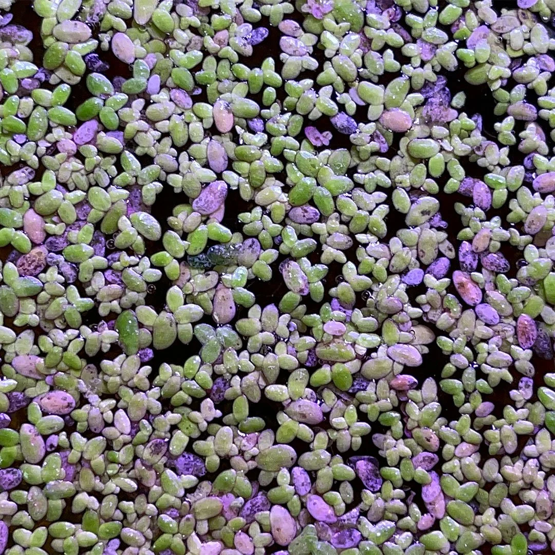 Duckweed Images 3.jpg