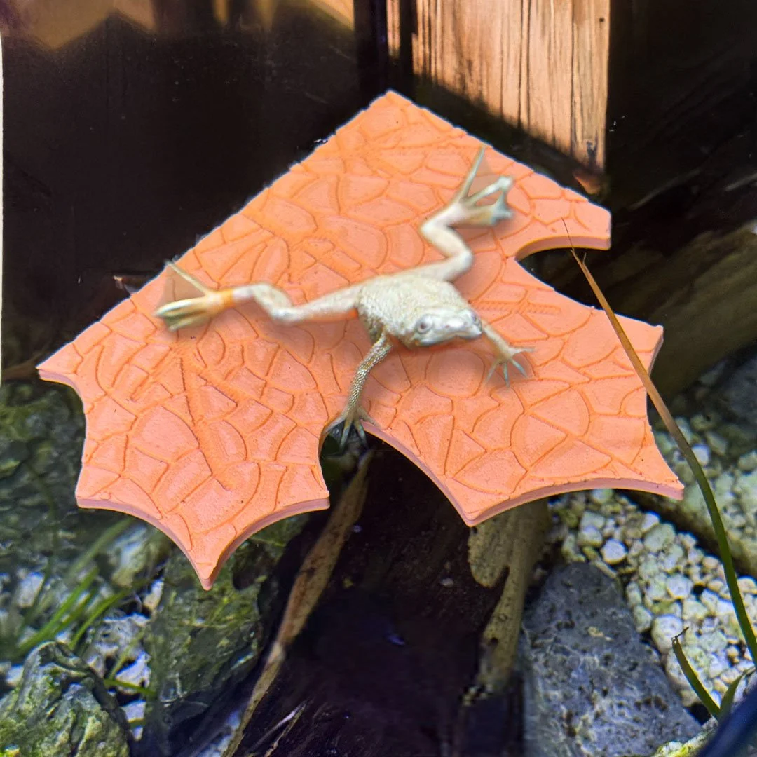 frogfallleaf_1.jpg