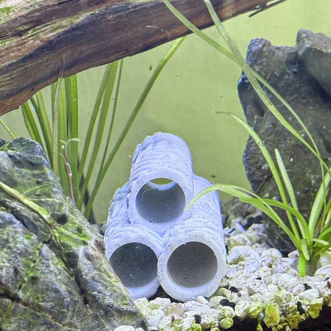 shrimptubes_3.jpg