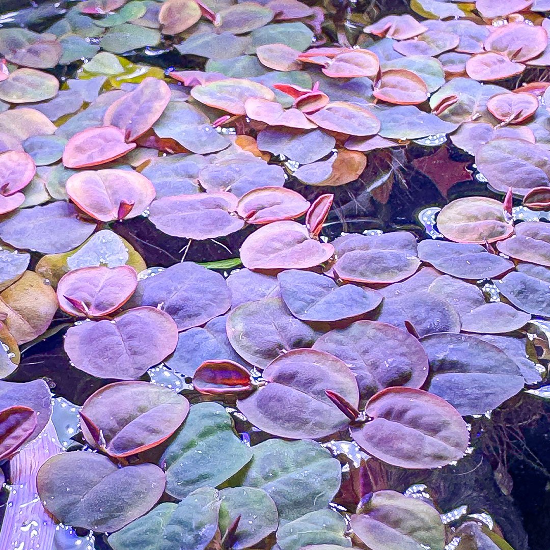 Red Root Floaters (phyllanthus fluitans)