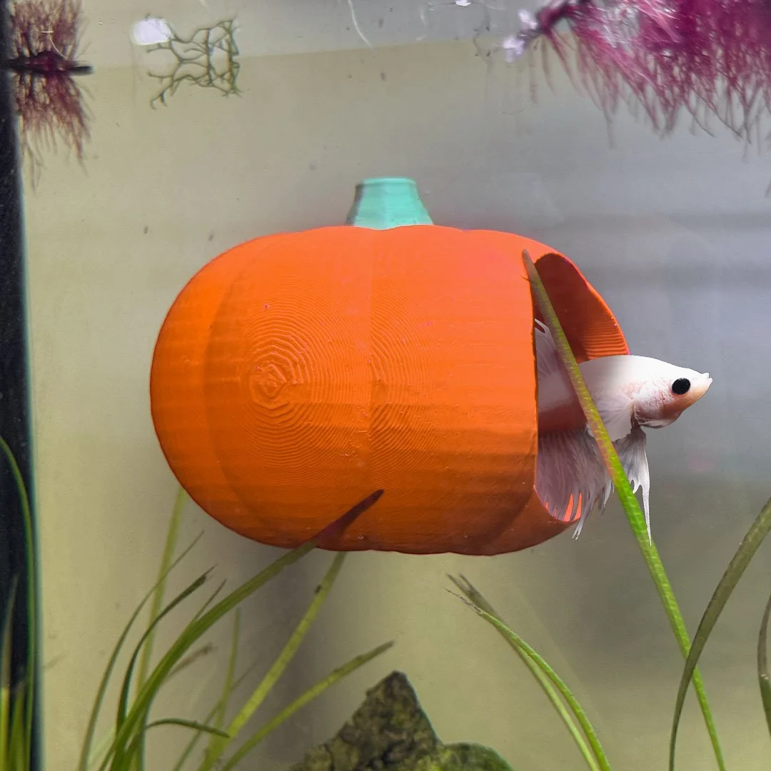 pumpkinhide_1.jpg