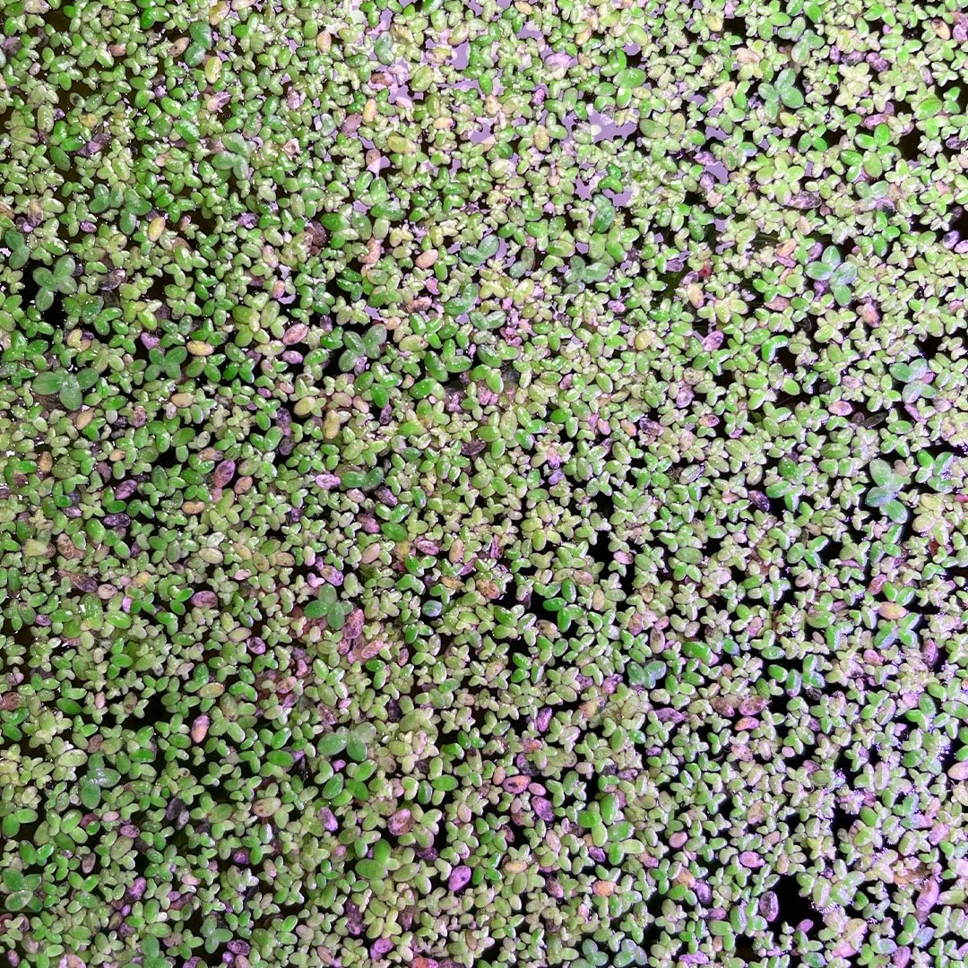 Duckweed Images 1.jpg