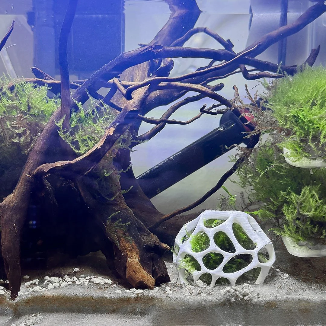 mossdome_3.jpg