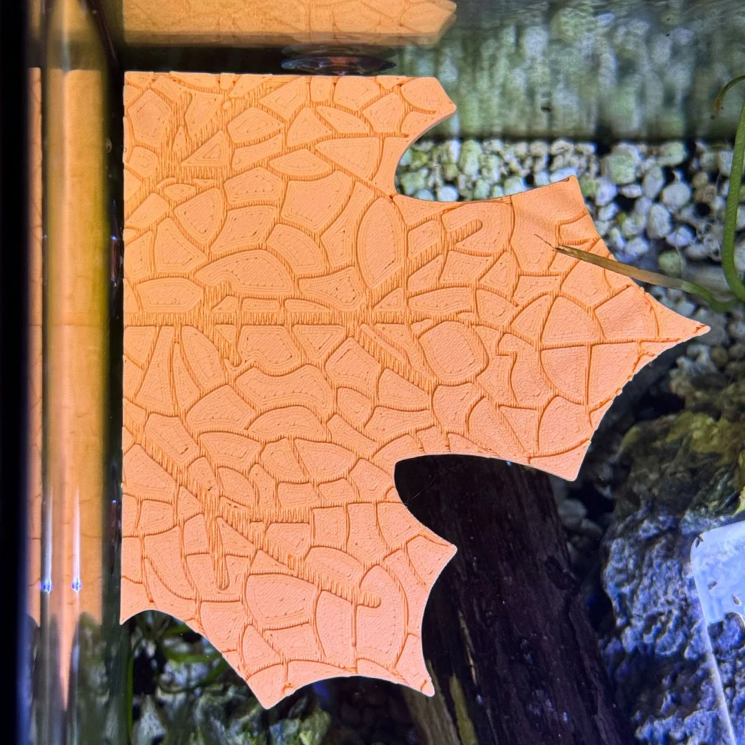 frogfallleaf_2.jpg