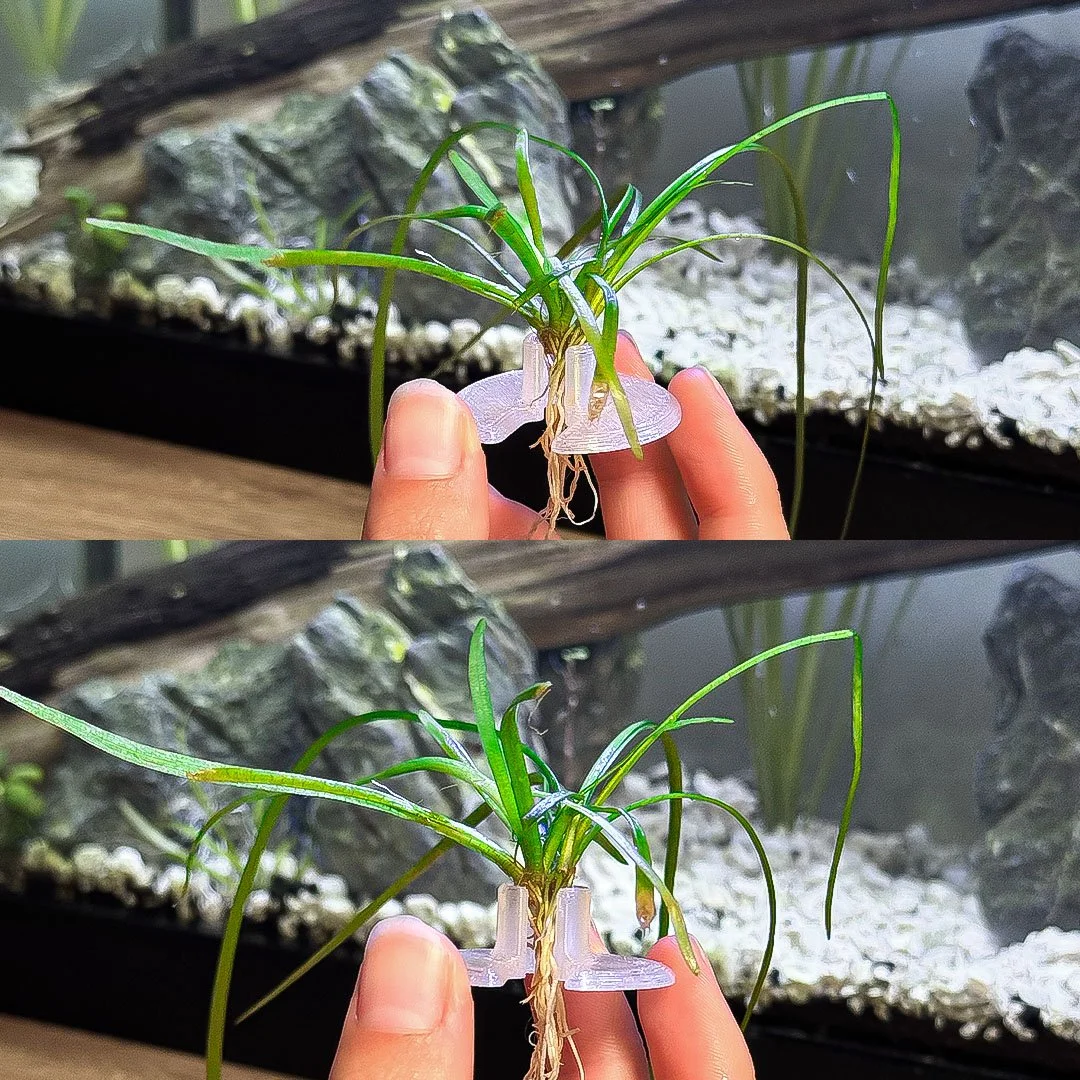 plantplugs_2.jpg