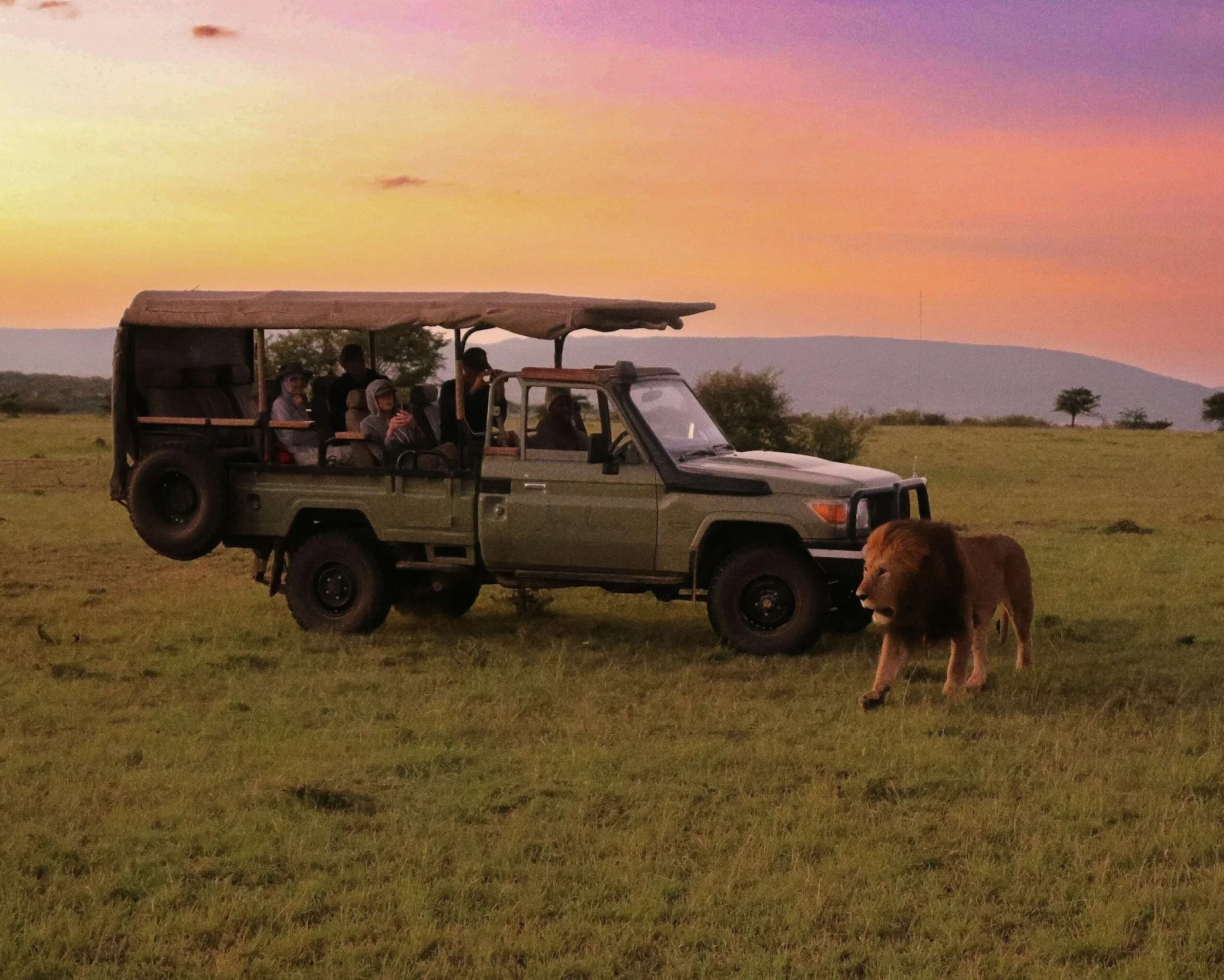 A group of people riding in an open safari vehicle during sunset in a grassy landscape with trees and hills in the background. A lion is walking nearby.