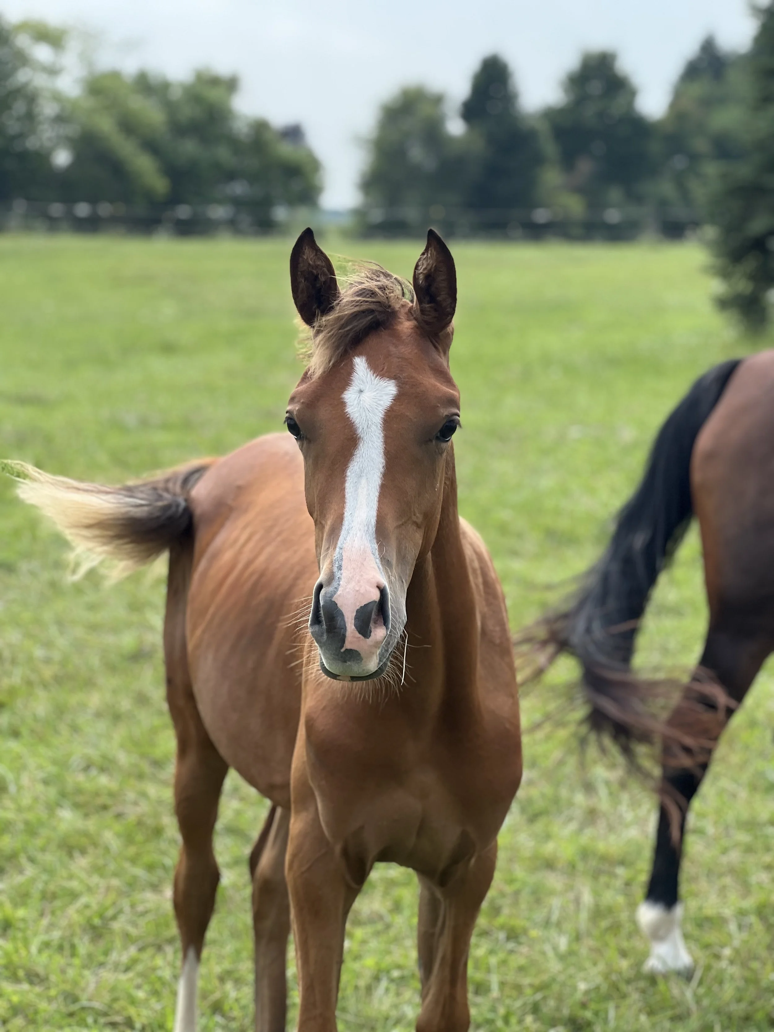 MV Sariellah = "My God is my Joy" + "Lioness of God" in Hebrew