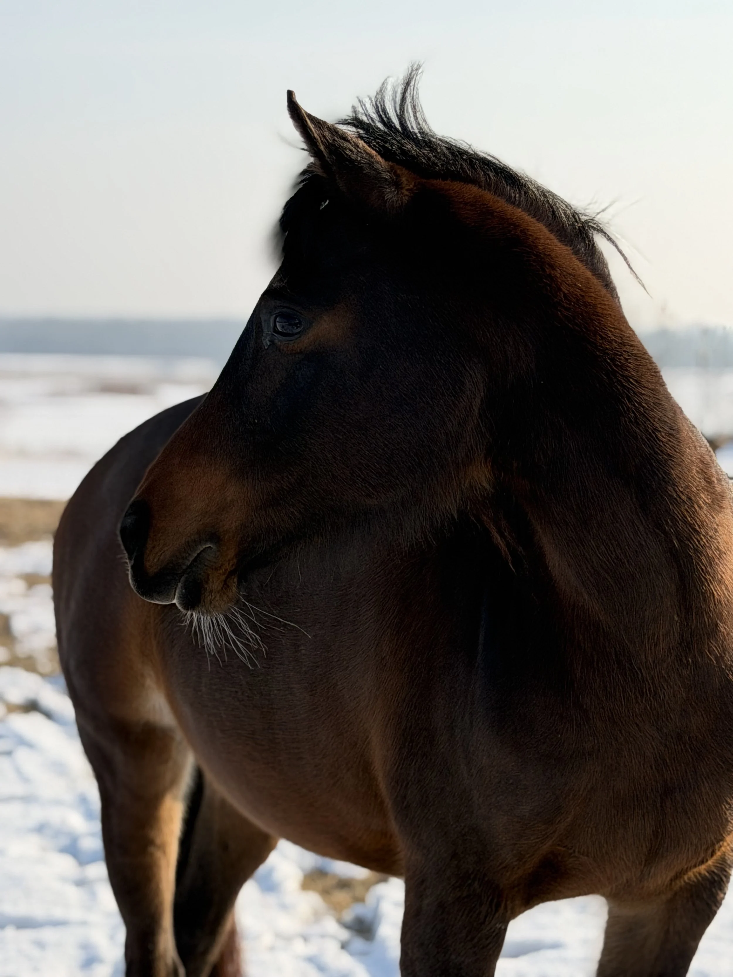 MV Hey Hot Jewel, fondly called Jubilee 