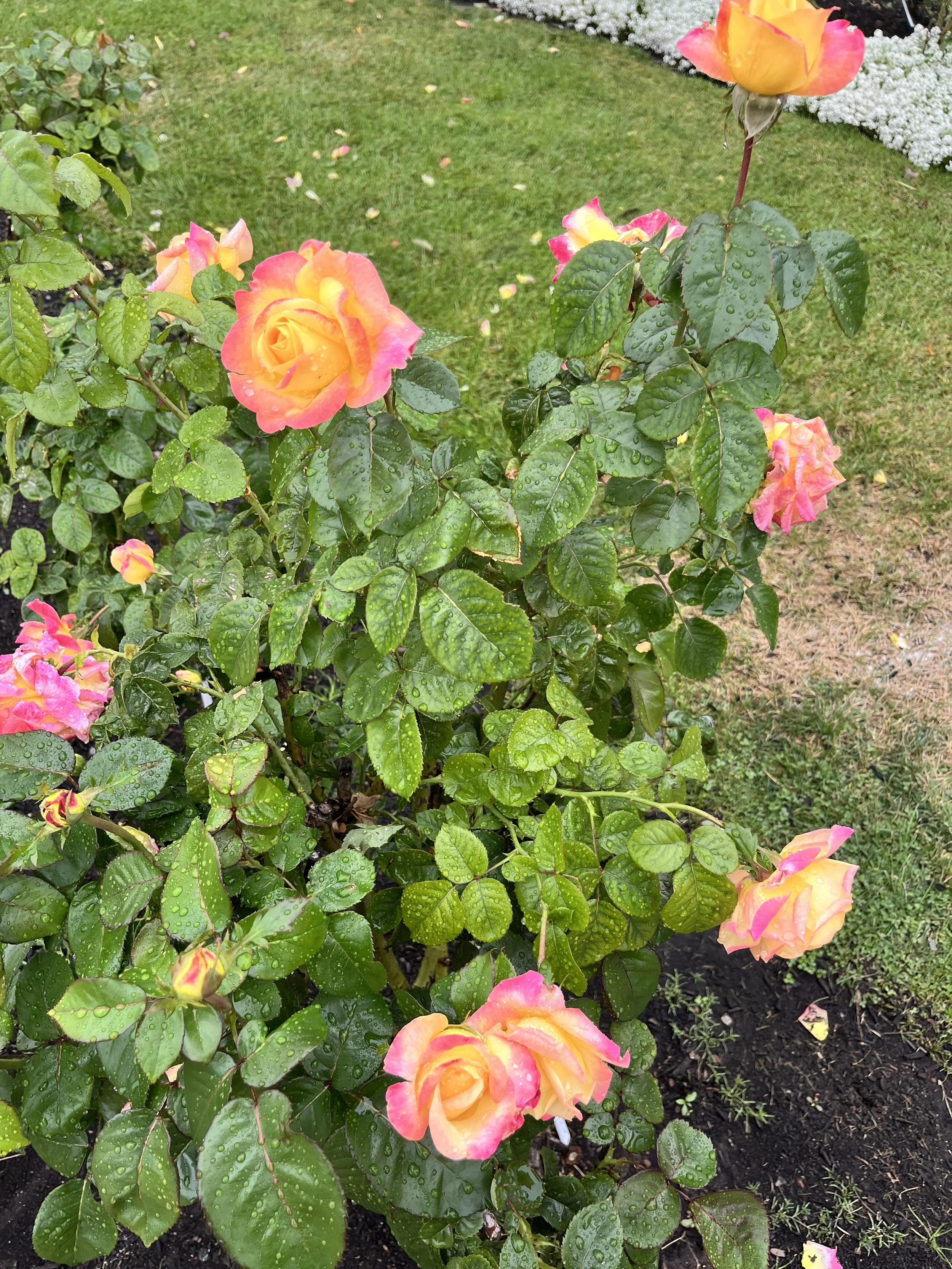 Stopping To Smell The Roses