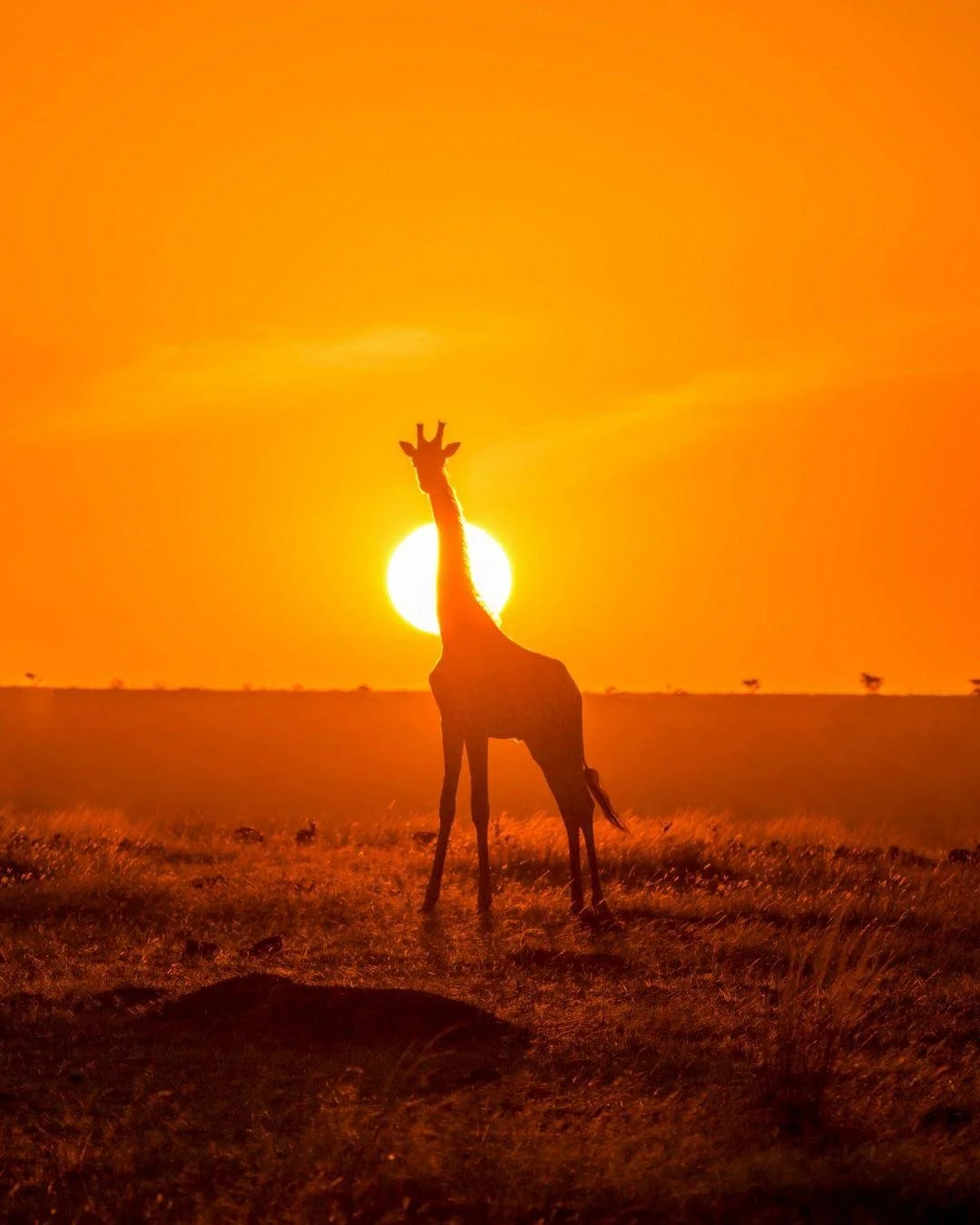 A safari can be quiet, cinematic, exhilarating, and unexpected.

Game drives are only the beginning. Consider floating above the Maasai Mara in a hot air balloon at sunrise. Drifting past hippos by boat in the Okavango Delta, or flying by helicopter 