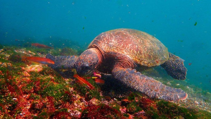 Are you ready to blend relaxation with adventure? 🏝️🐢 The Galapagos Islands belong at the top of your bucket list! Experience a once-in-a-lifetime journey filled with incredible wildlife, breathtaking landscapes, and unwind in the elevated style th