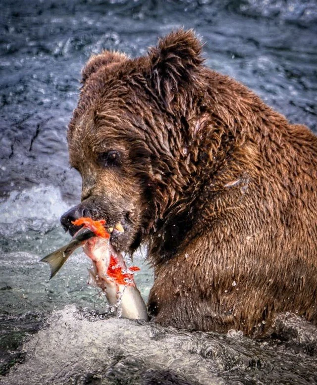 On an Alaska cruise, you&rsquo;ll journey along the state&rsquo;s stunning southeastern coastline, witnessing the beauty of glaciers-nature&rsquo;s ever-changing and fragile masterpieces. But with a Celebrity Cruisetour, you&rsquo;ll discover and exp