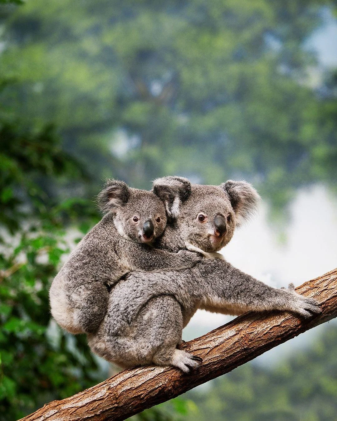 If Australia has been on your list for years, consider this your sign. Here&rsquo;s the geography quirk that trips people up: their summer is our winter.

December through February is Australia&rsquo;s peak season, and it&rsquo;s booking right now. T