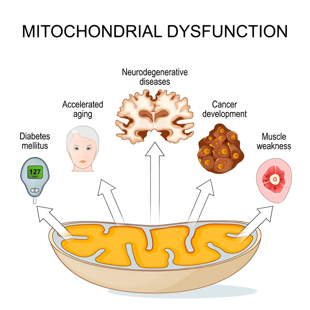 Halicron Science The Science Behind HBOT and Mitochondrial Dysfunction: Energy, Healing ...