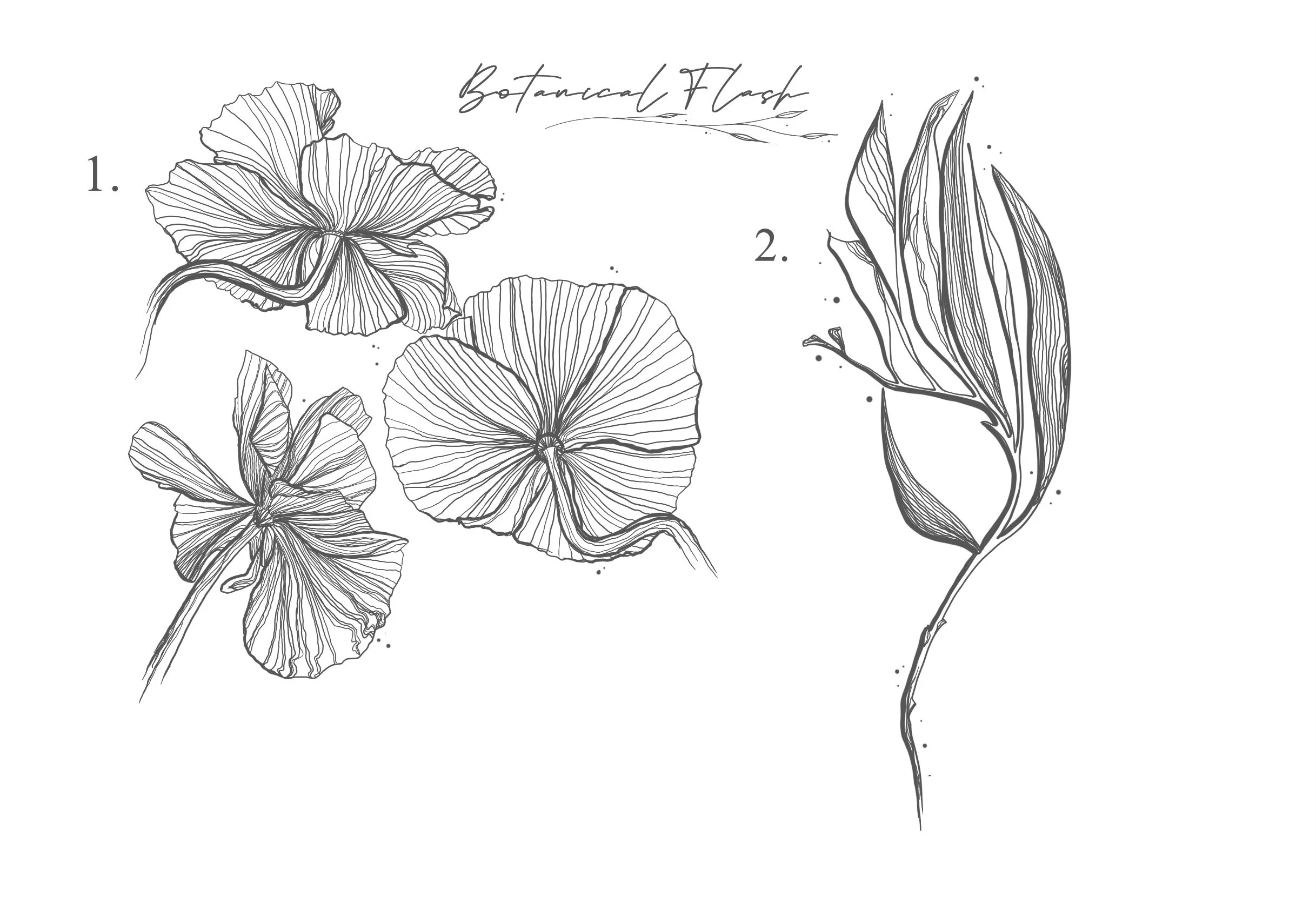 Black and white botanical sketch labeled 'Botanical Flash' featuring three line-drawn ginkgo leaves on the left and a single elongated leaf on the right.