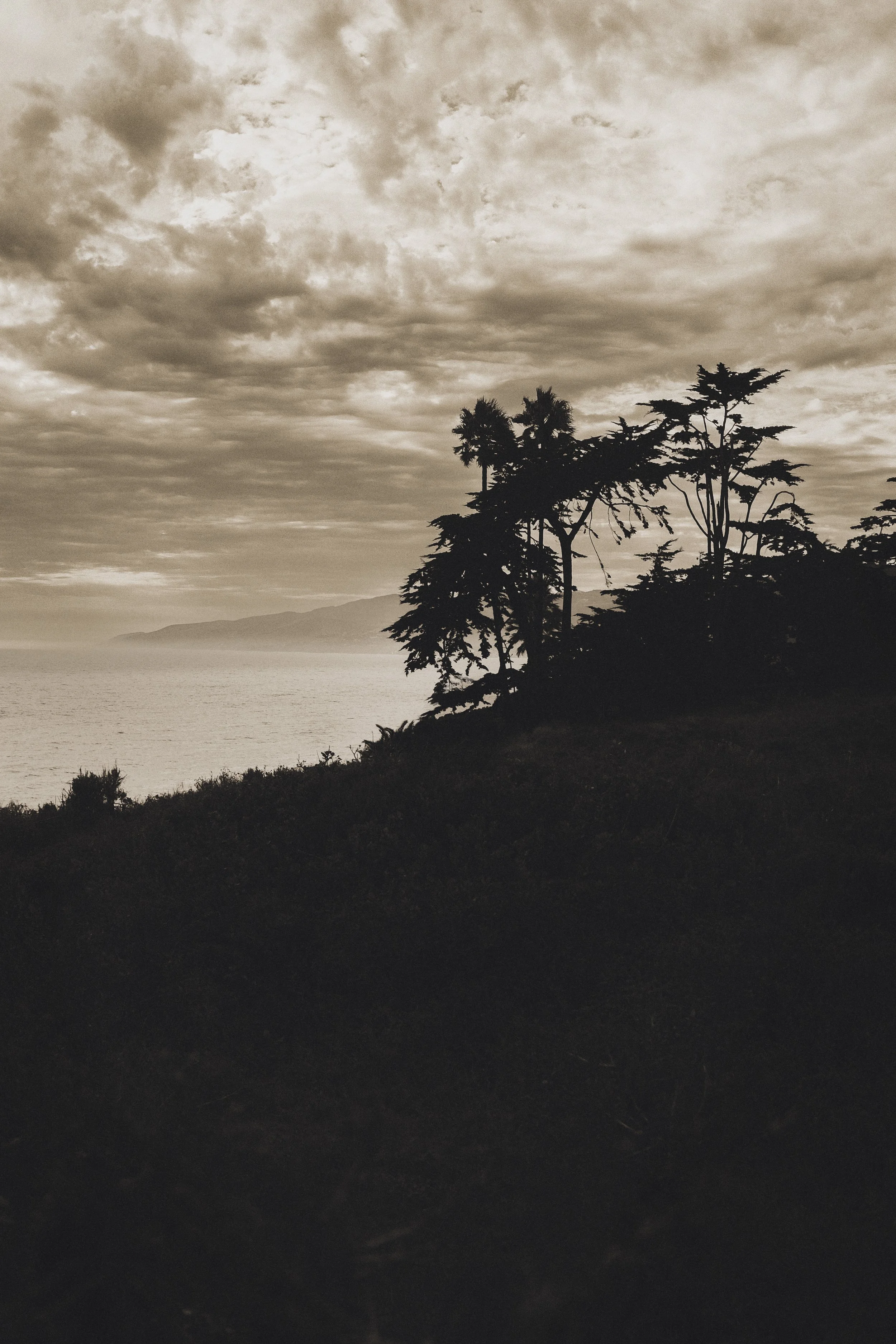 Point-Dume-Tree-Silhouette.jpg