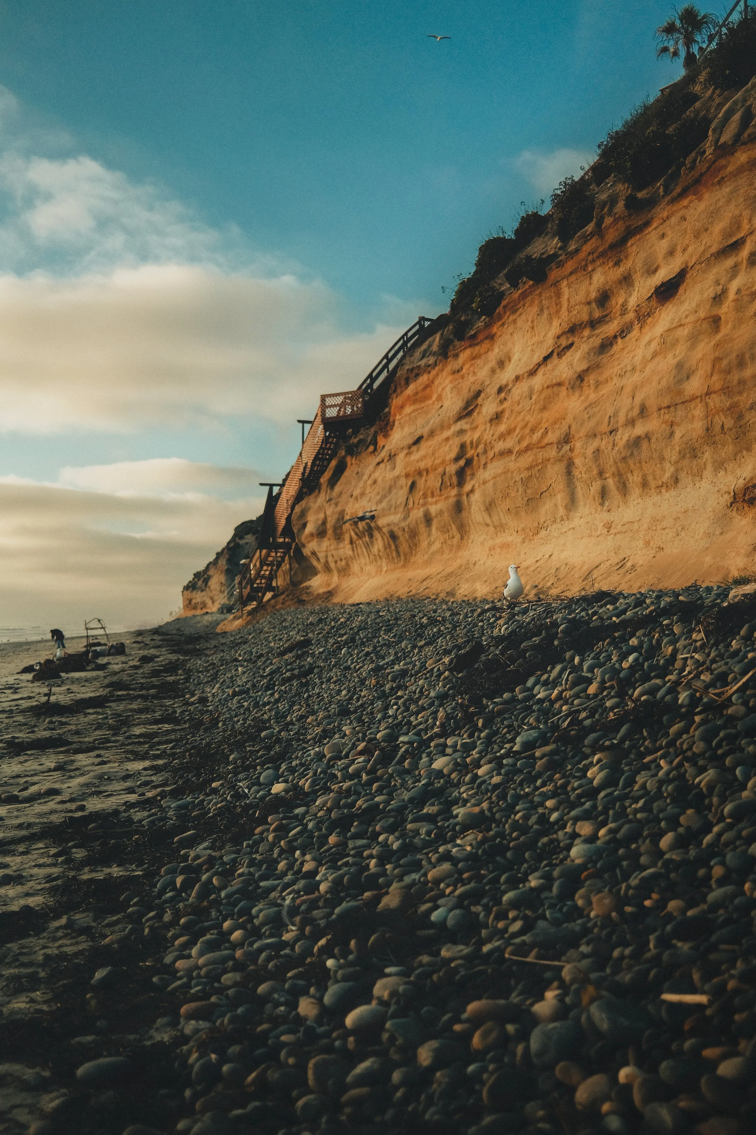 Bird-Cliffs-Encinitas-Beach.jpg