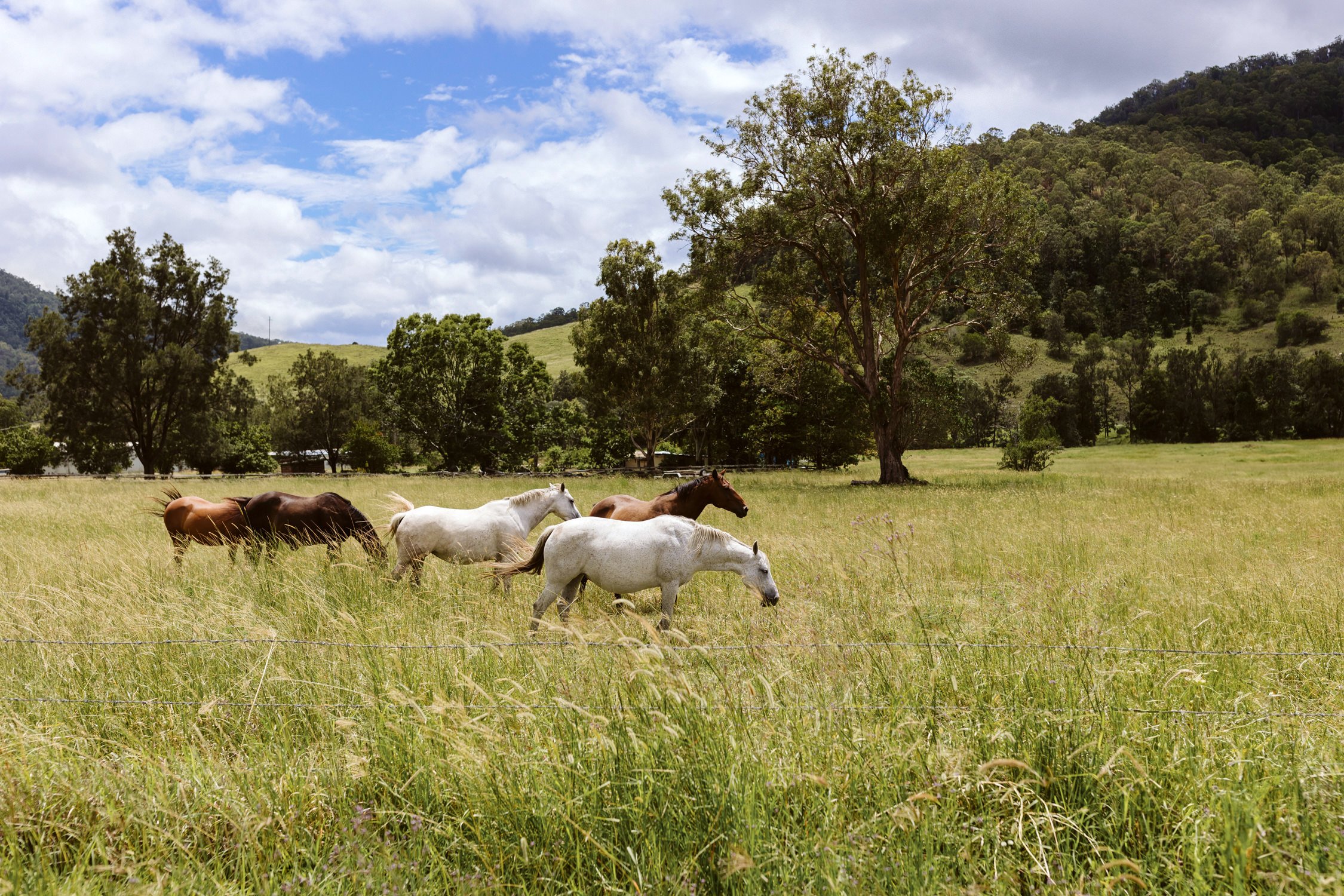 Gold Coast Wedding Photographer Nikolas David Bellingdale Farm Venue-94.jpg