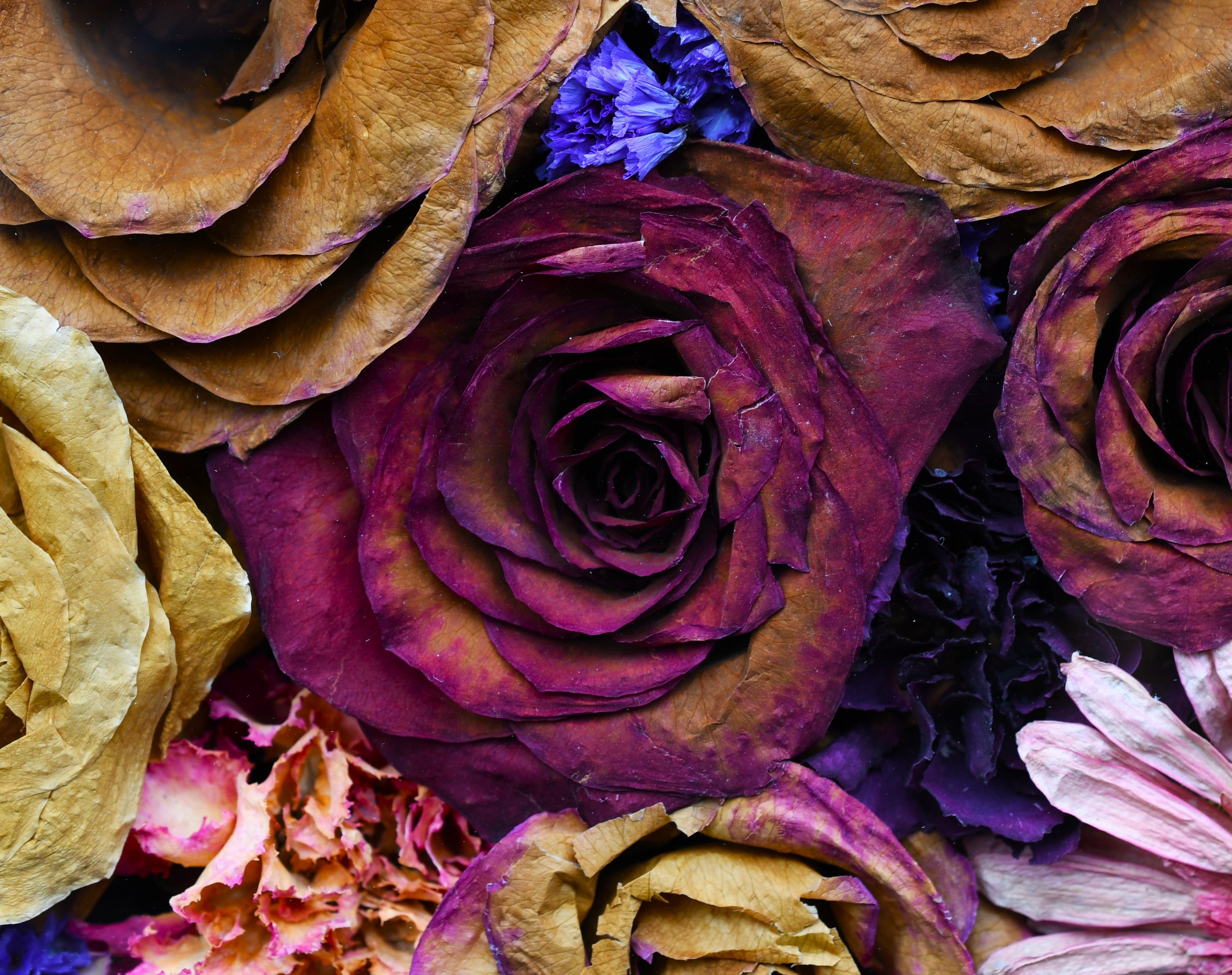 Closeup of dried red and yellow roses from a wedding preservation project