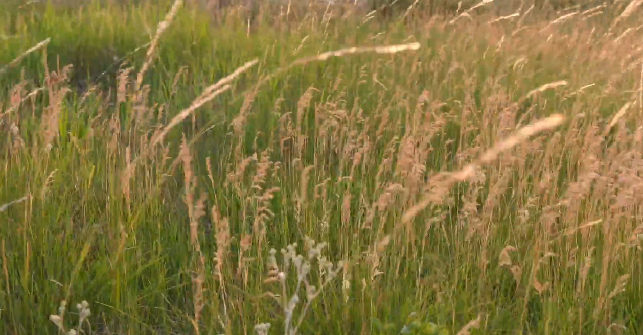 Grassland Stories - Ani Mitsunaga