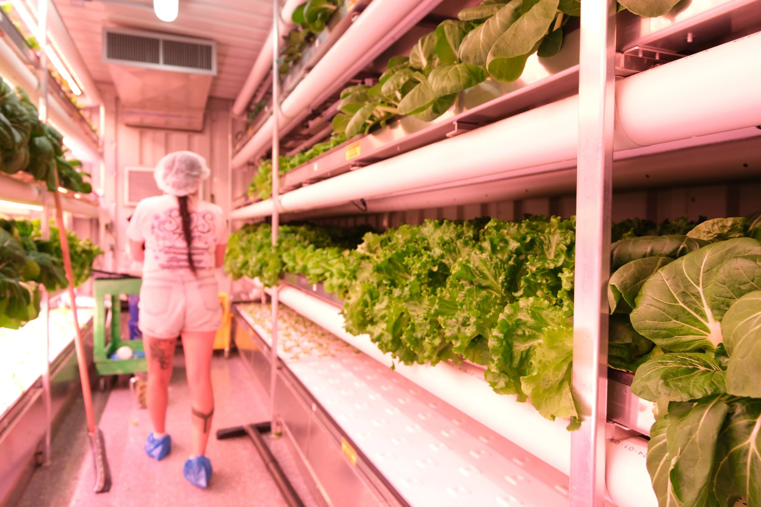 Learning about food sovereignty at Piikani Nation Secondary School's hydroponic growing system. Photographed by Promona and Tiffany.