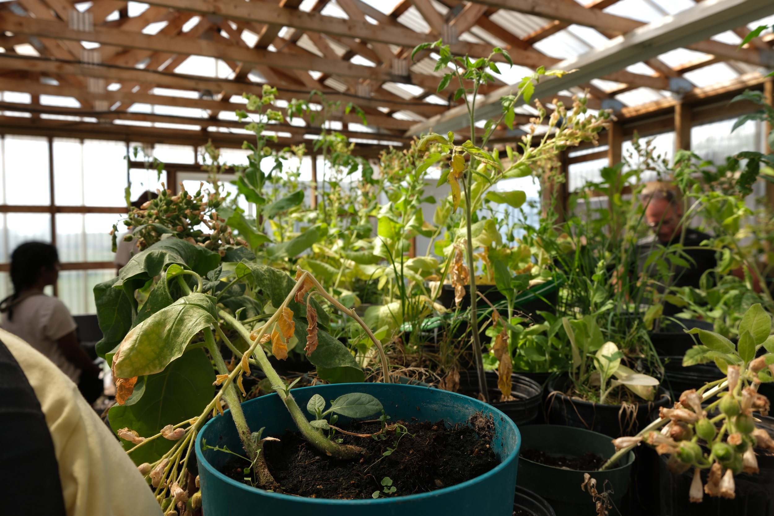In the greenhouse at Piikani Nation Secondary School. Photographed by Katherine and Chloe.