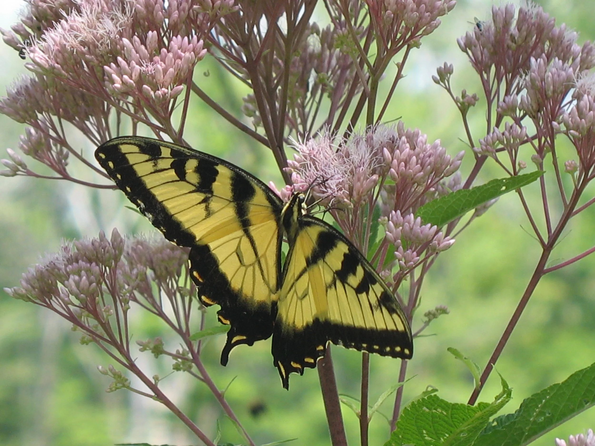 Butterflies aren’t always a green flag.