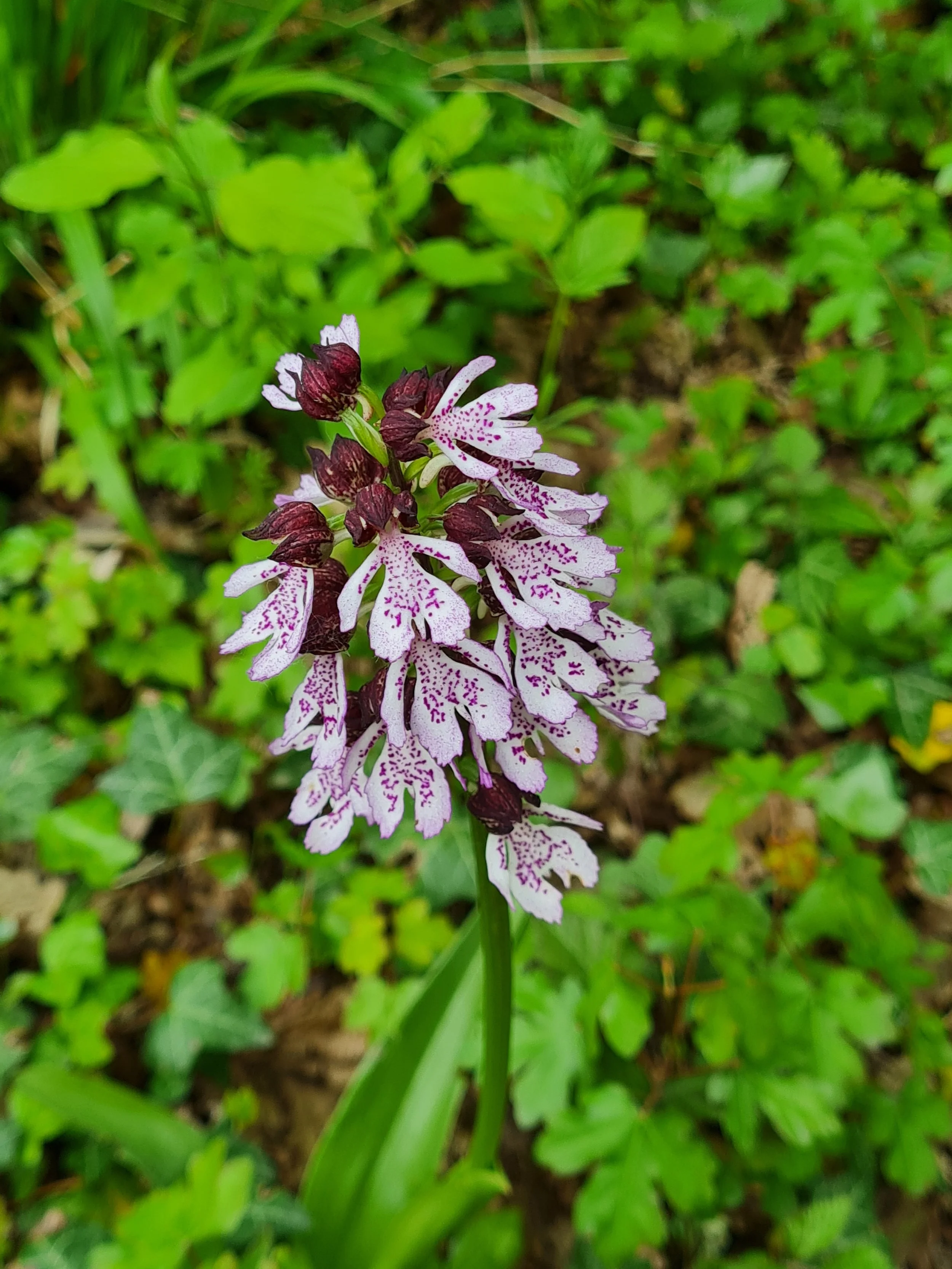 Wild orchid in our wood