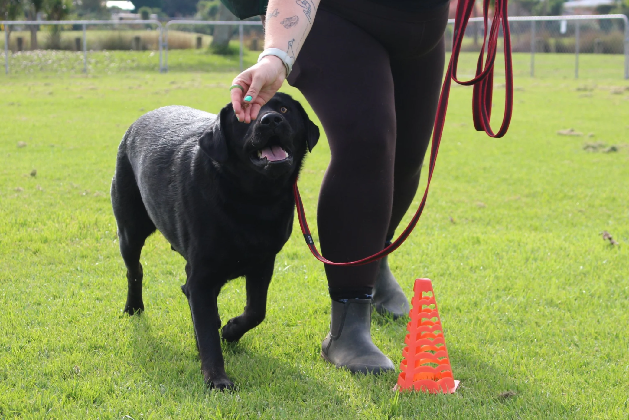 Black labrador dog follows a treat around a cone