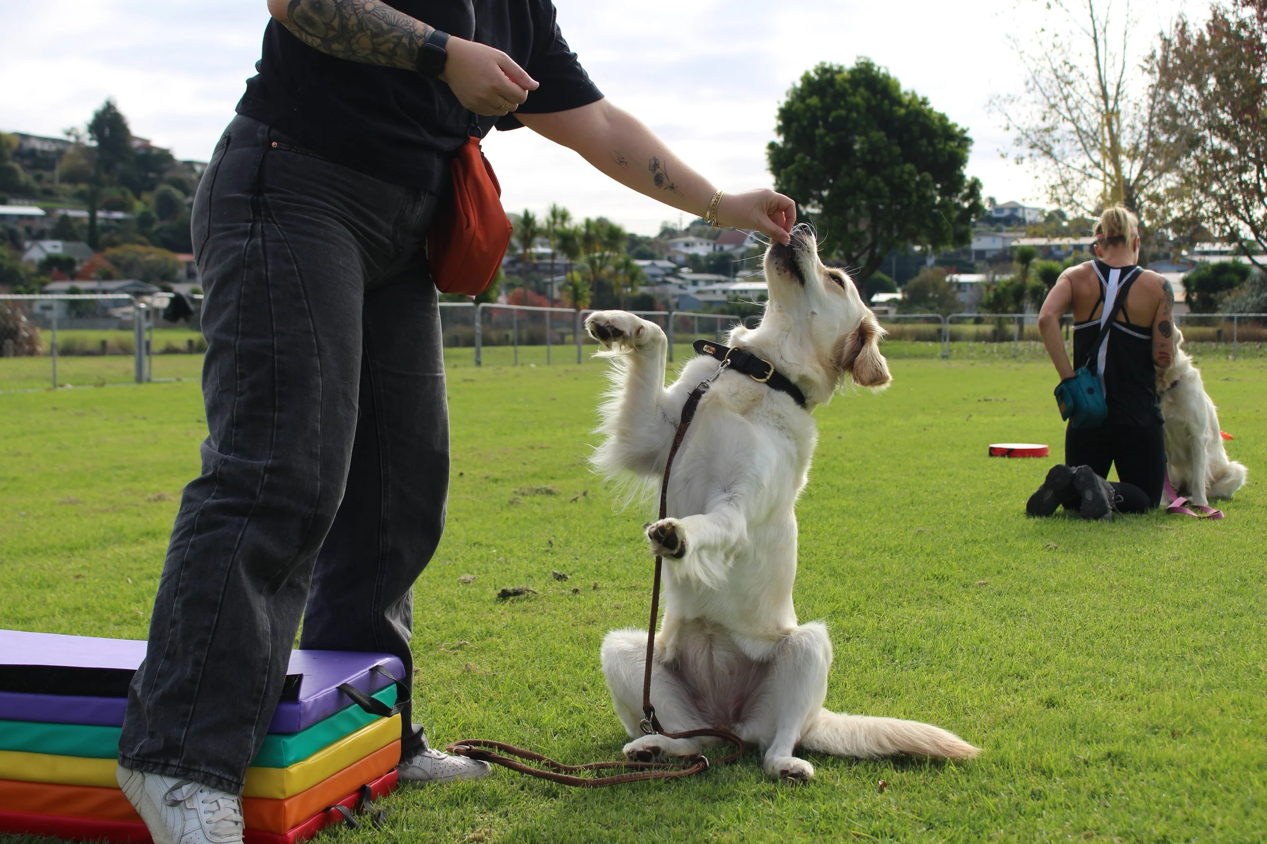 Two golden retriever dogs in group trick training session