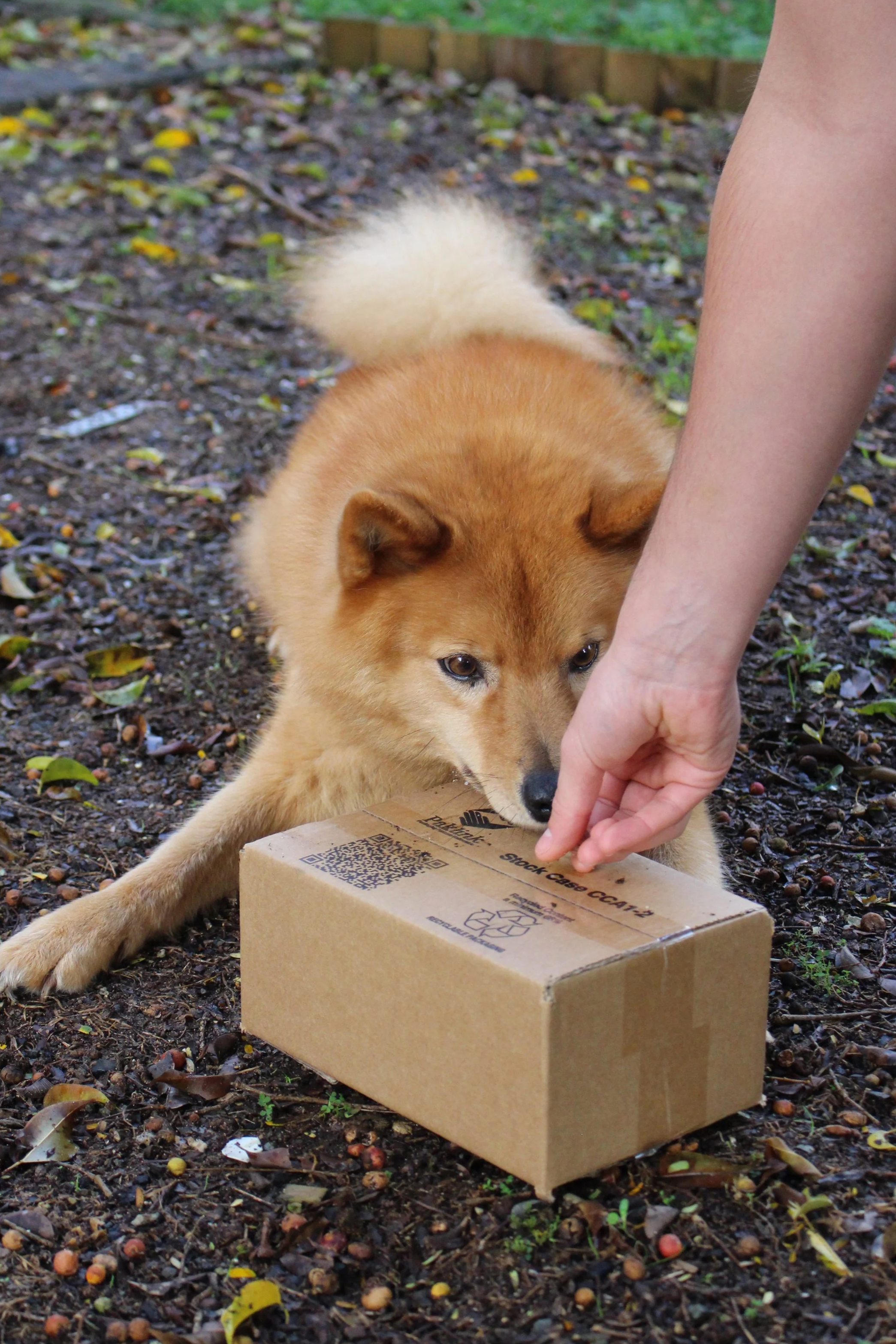 Finnish Spitz dog with a treat and a box object for trick training