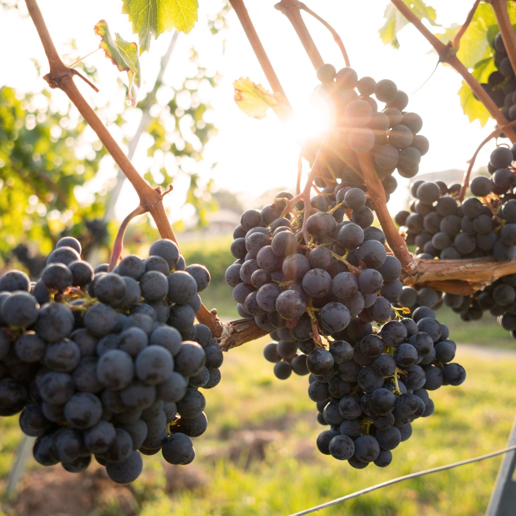 GRAPE+VINE.jpg