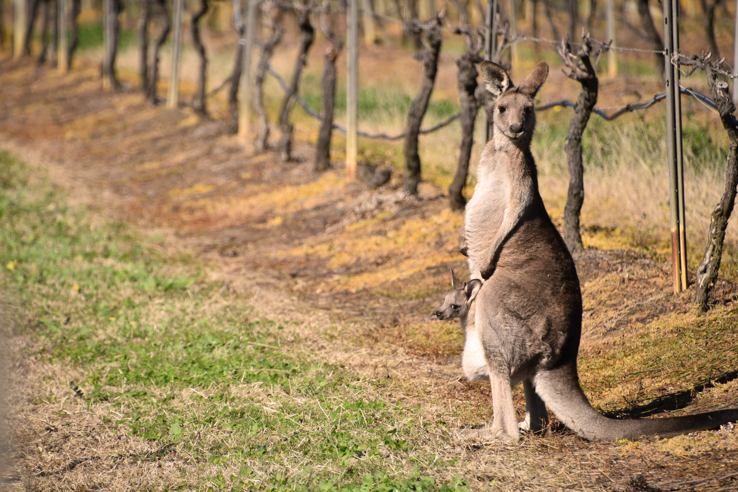 KANGAROO.jpg