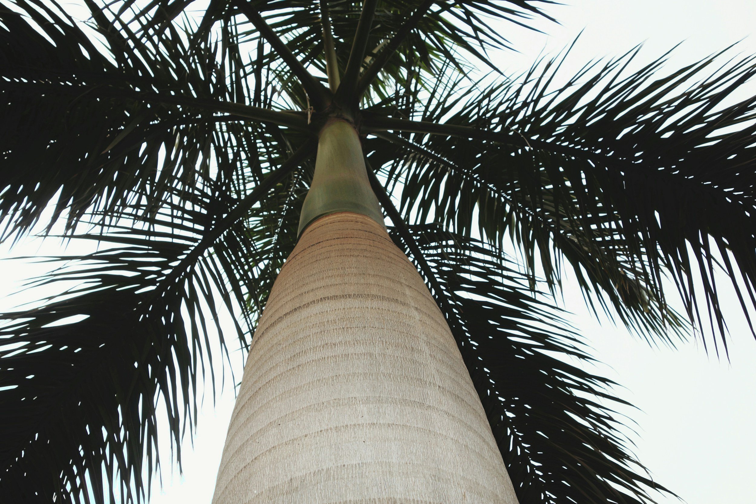 Palm tree zoomed in image