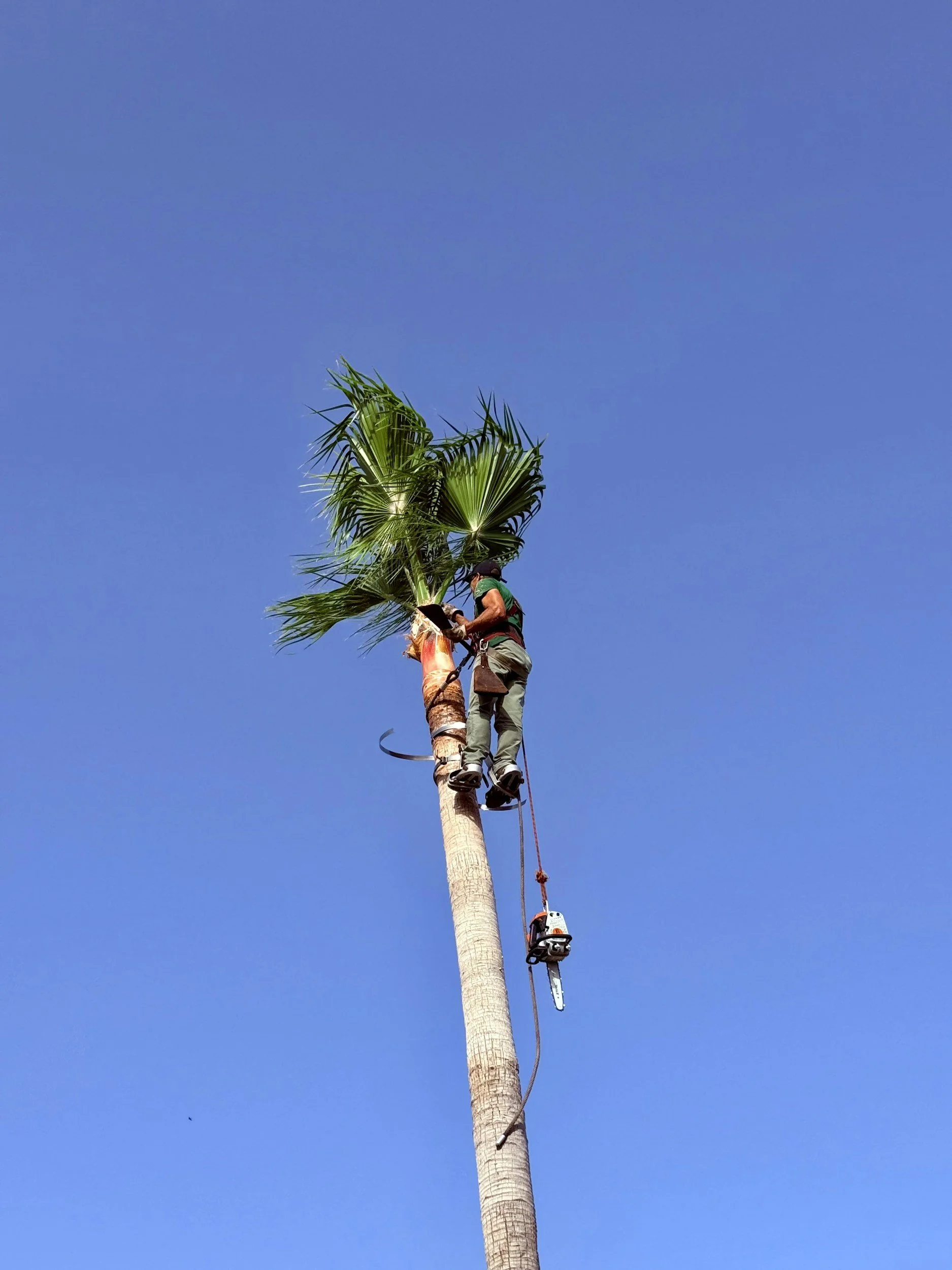 Removing of palm tree