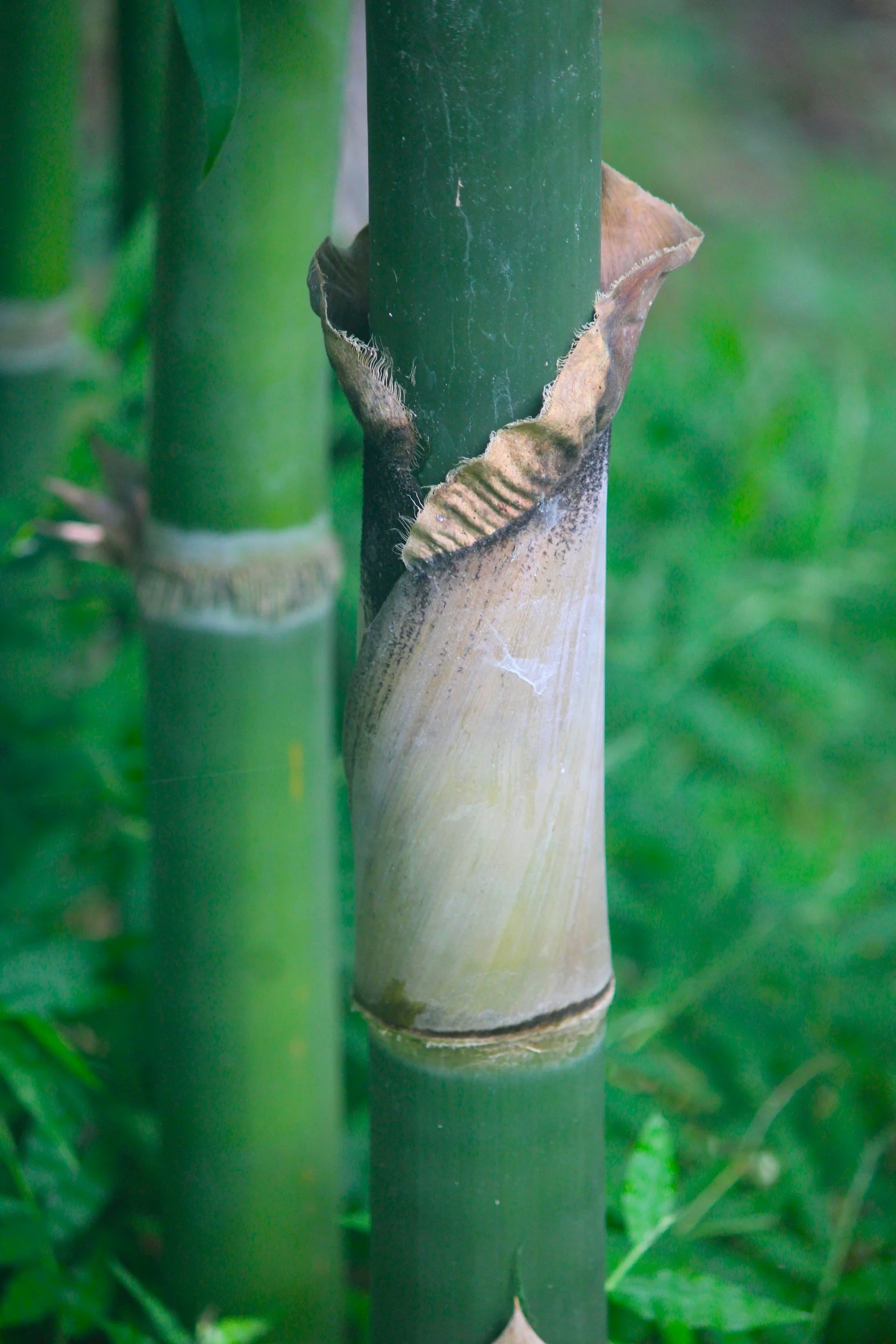 Bamboo removal process - Shoreside Trees