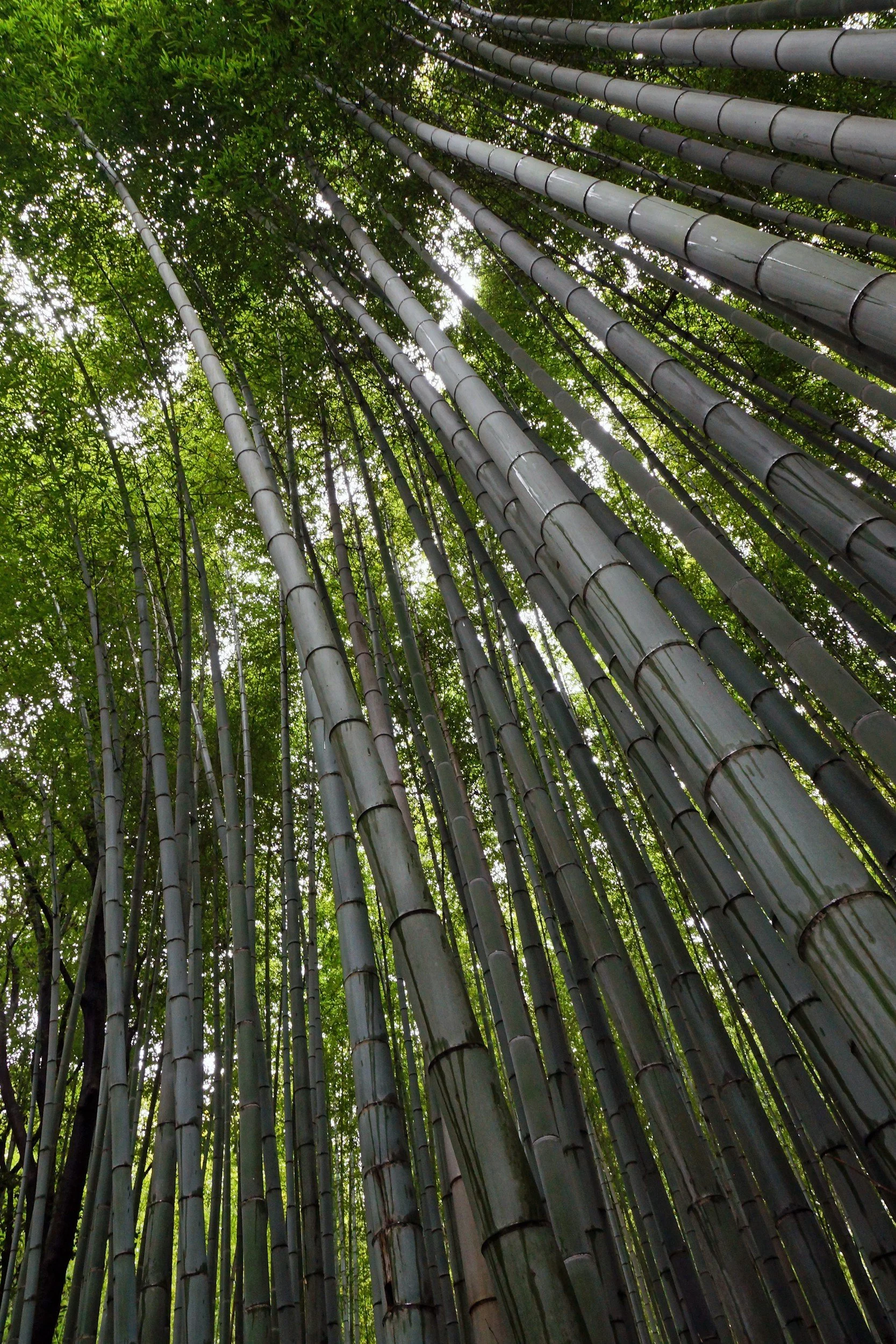 Why choose shoreside tree for bamboo removal