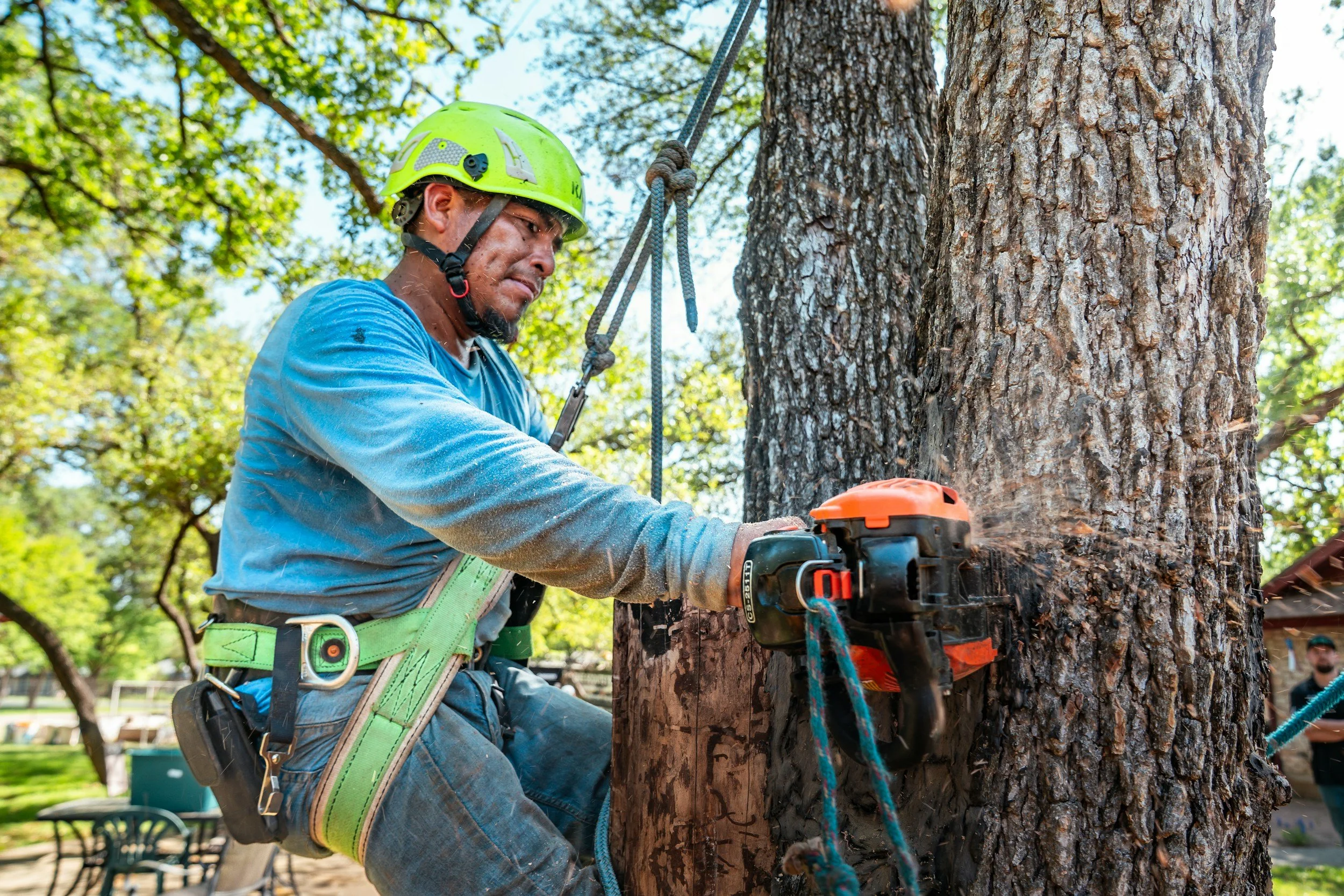 Tree trimming expert