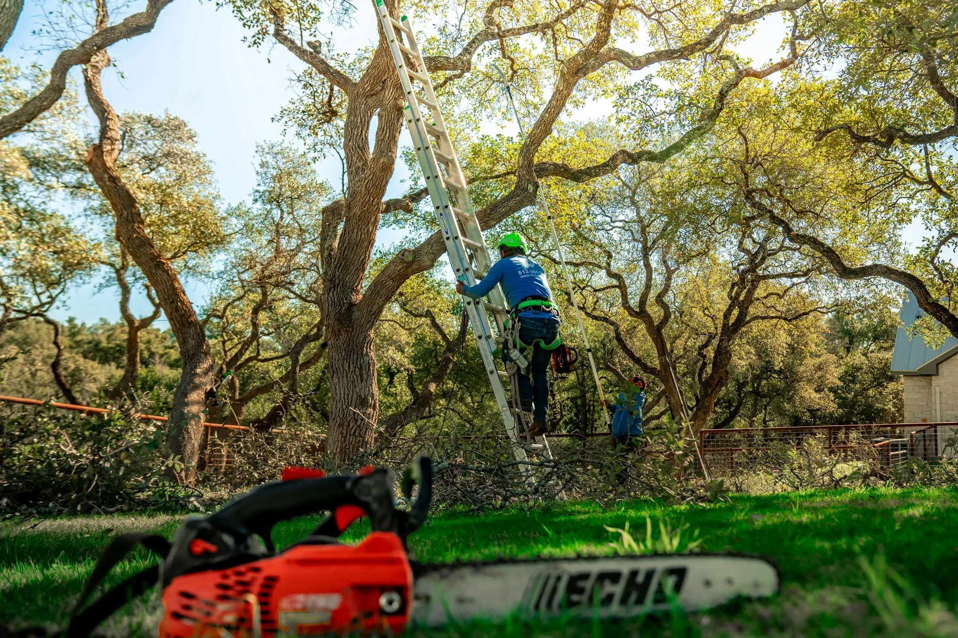 Skilled Arborist climbing on ladder