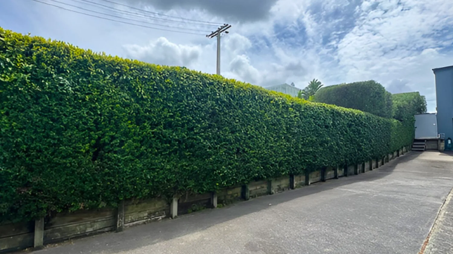Expert Hedge Trimming in Auckland — Shoreside Trees & Gardens