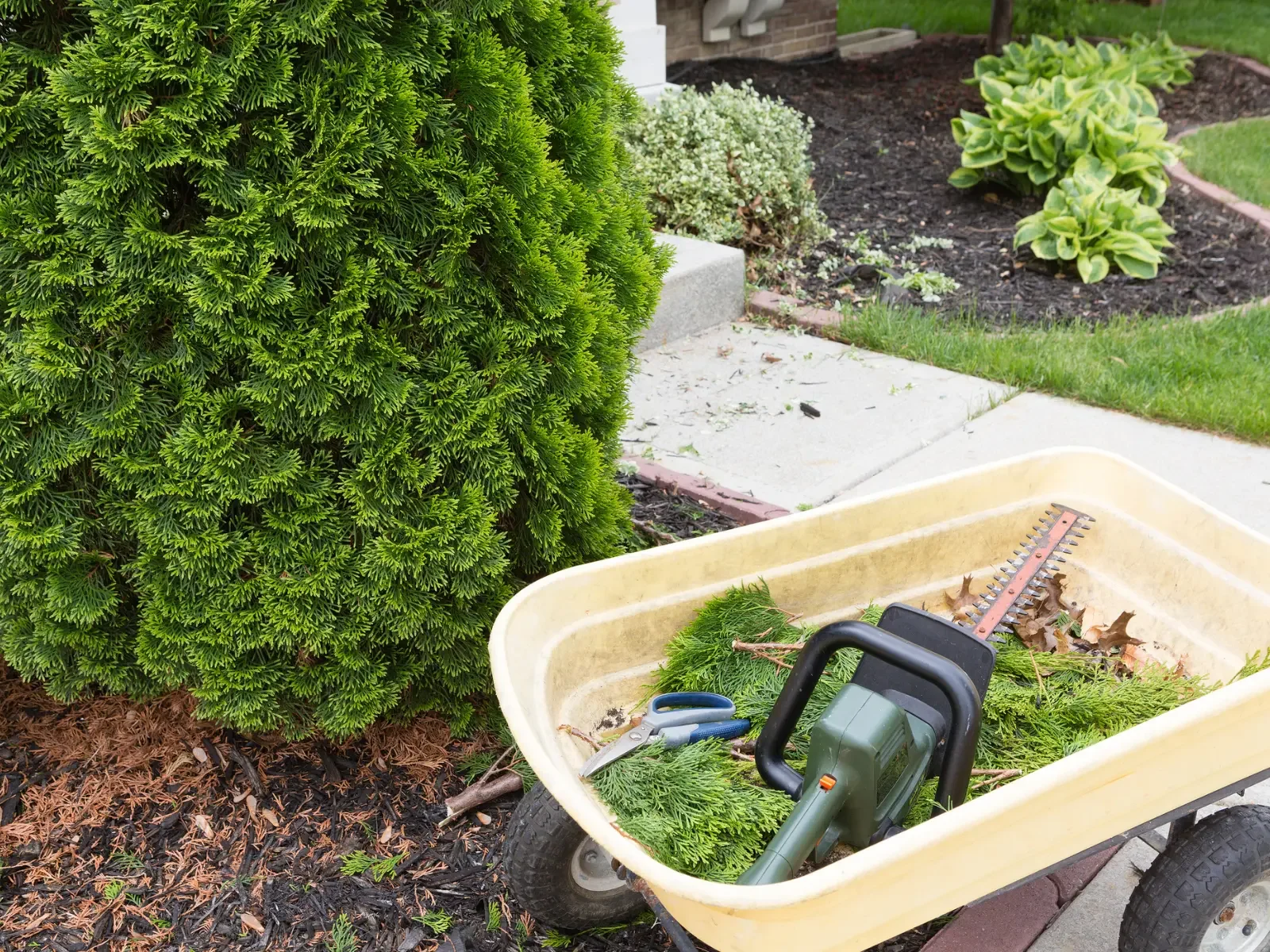 Using a hedge trimmer to trim