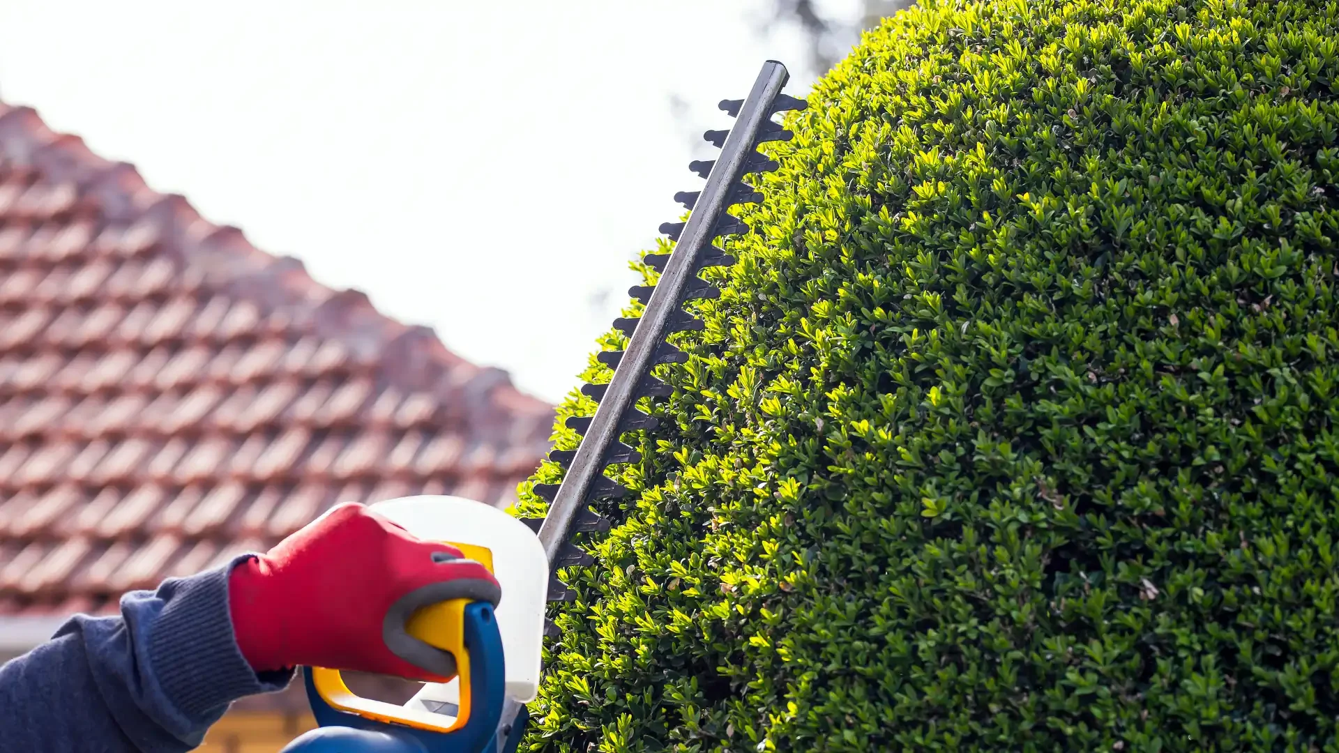 Professional hedge trimming - cutting a hedge with electrical hedge trimmer