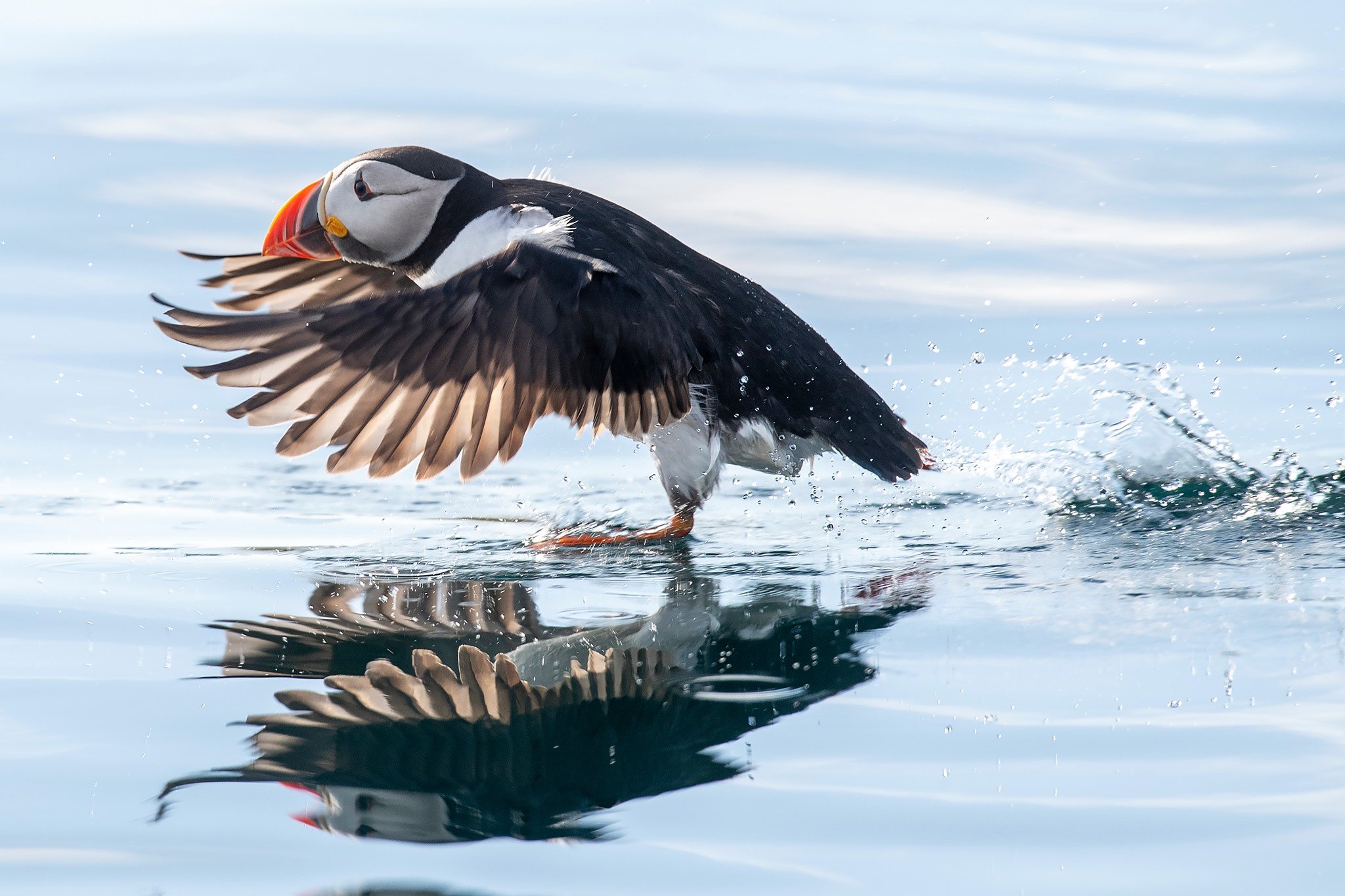 Puffin kul.jpg
