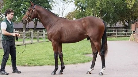 So Bloodstock is happy to announce its latest addition! Lot 992: a colt by Ghaiyyath out of Marbella (Invincible Spirit) from tattersalls book 2. Thank you John Foote Bloodstock, @tattersalls1766 and @thecastlebridge