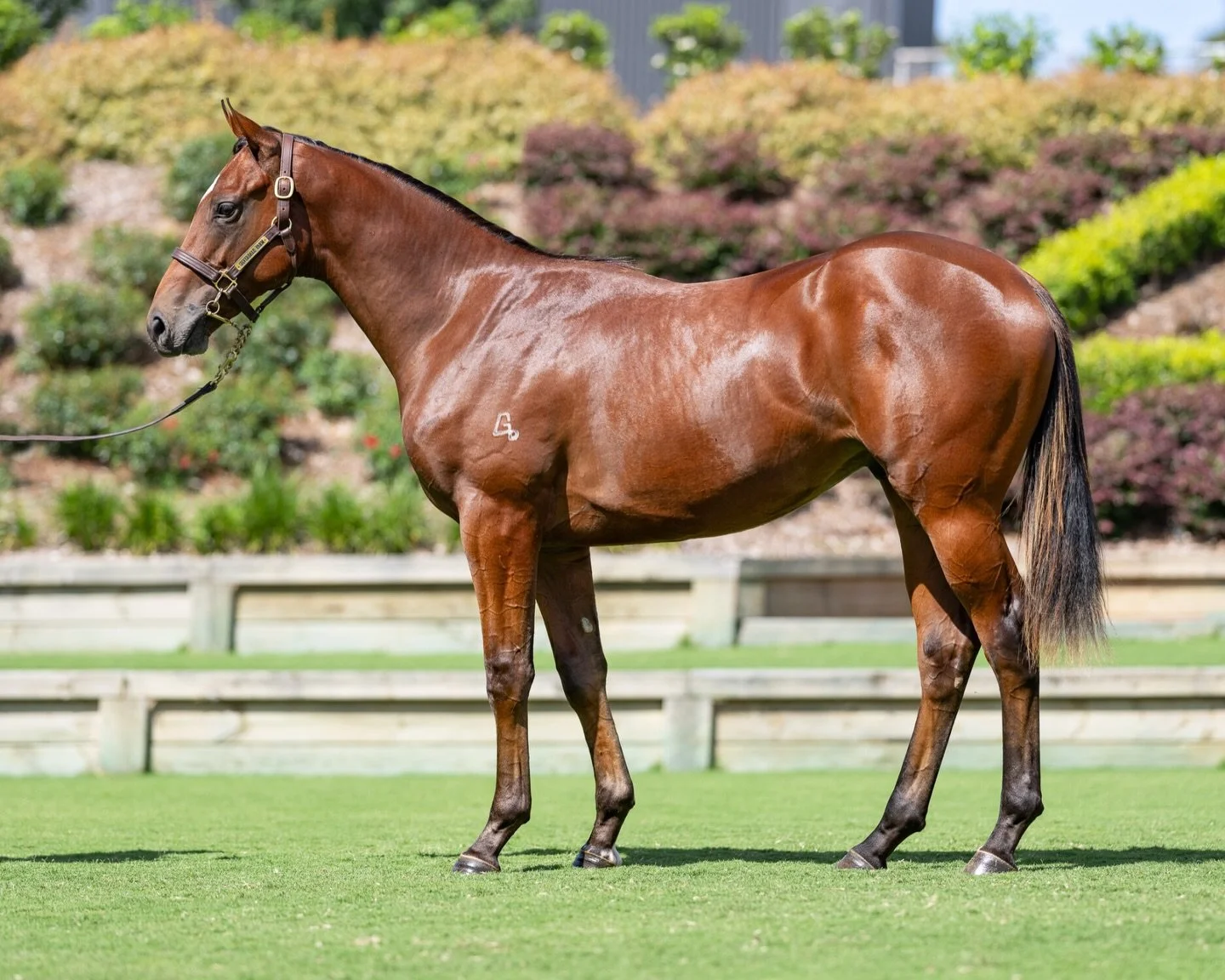 So Star, with jockey Michael Dee, will race from barrier 7 in race 2 at Seymour over 1200 meters. Thank you to @patrickpayneracing @michellejpayne_ and @mick_dee020 for their hard work and we can&rsquo;t wait to cheer them on home!