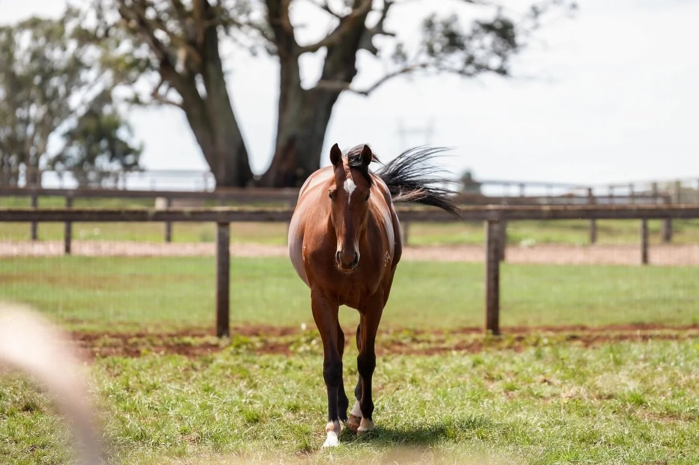Our Star Spangled Banner x Glitter Strip colt has settled extremely well into his new home! Thank you @thenford_farm @sledmerestud