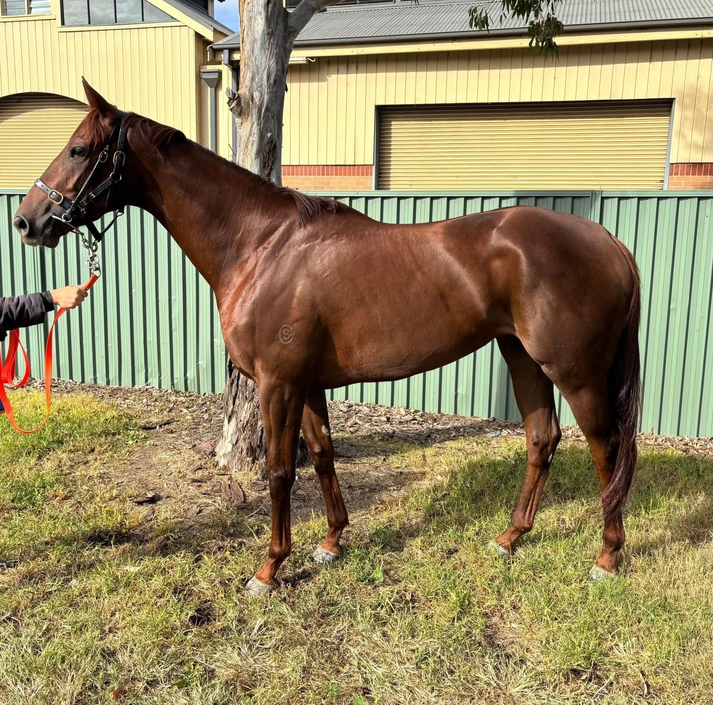 Lupa Capitolina, with jockey Kerrin McEvoy, will race over 1800 Meters at Kensington from barrier 9. Thank you to @joeprideracing and @kerrin_kerrin for their hard work and effort! We can&rsquo;t wait to see them finish strongly past the line!