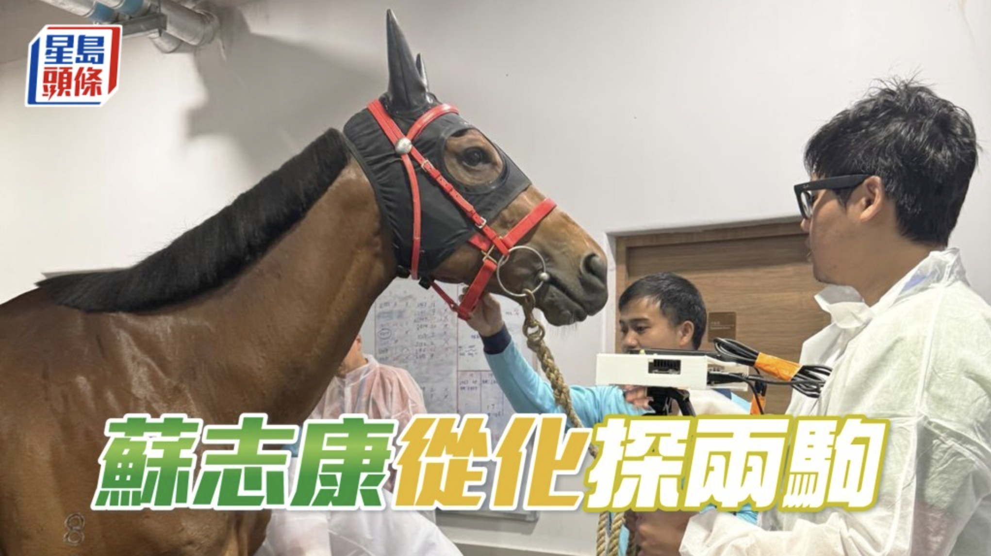 蘇志康從化探兩駒                                             蘇志康、従化で２頭を追う